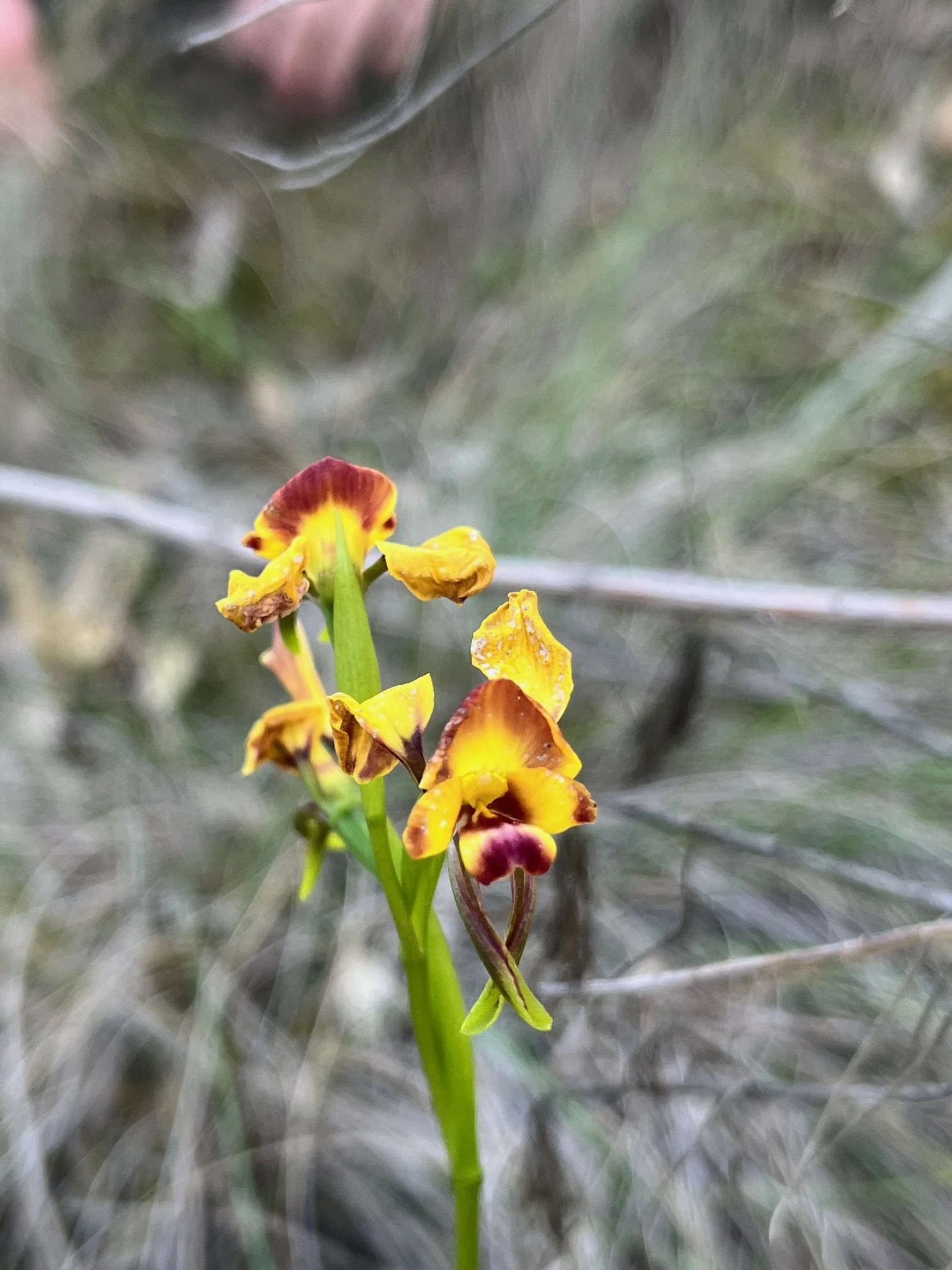 Wallflower orchid (Diuris orientis)