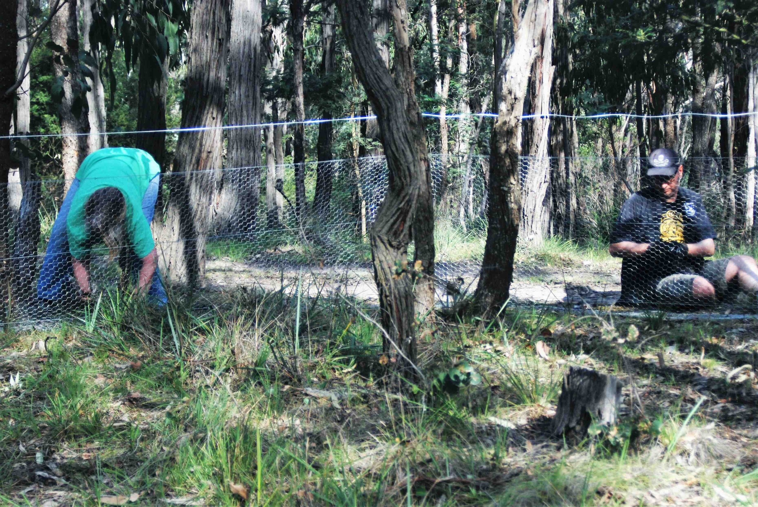 2015 Protecting orchids from weeds and herbivores  red 11.10.15.jpeg