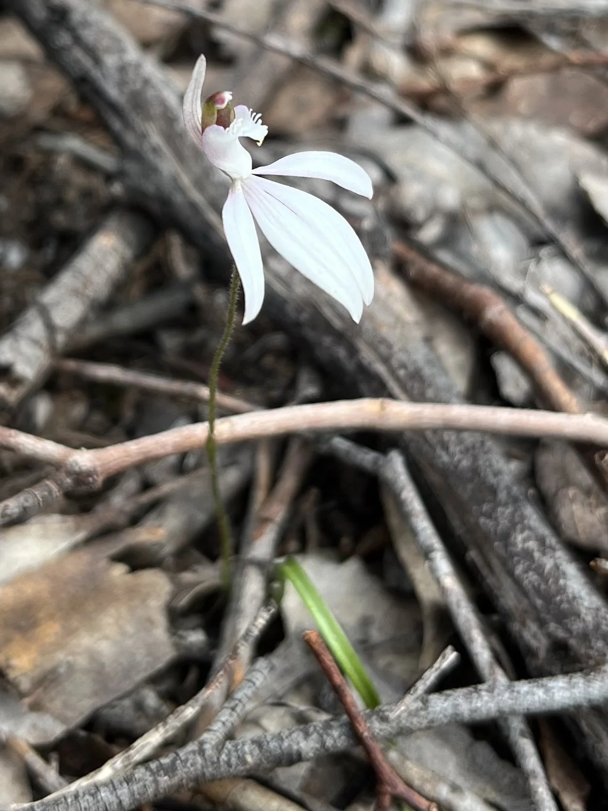 Wildflower Walk in Dunmoochin