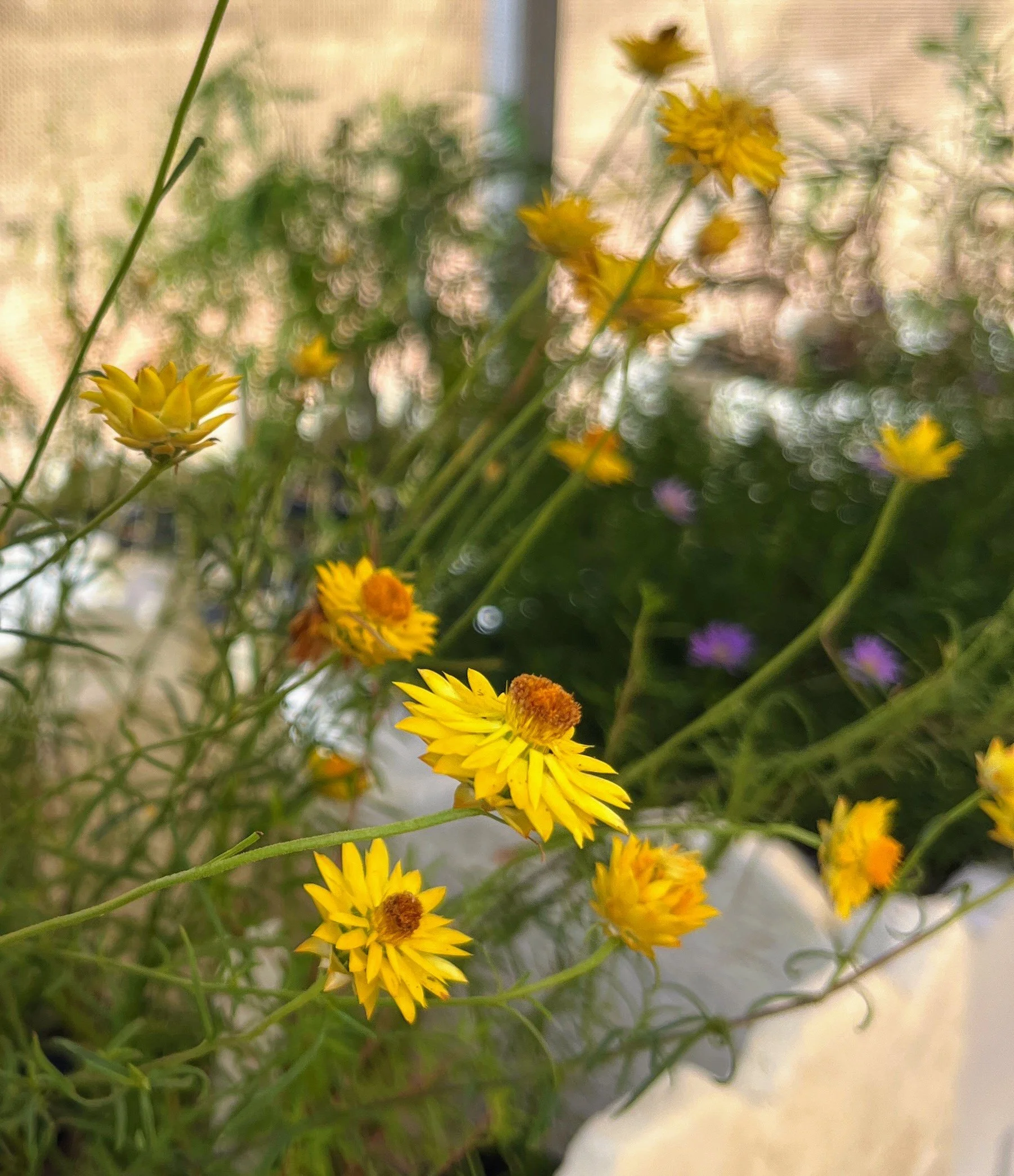 Wildflower Walk in Dunmoochin