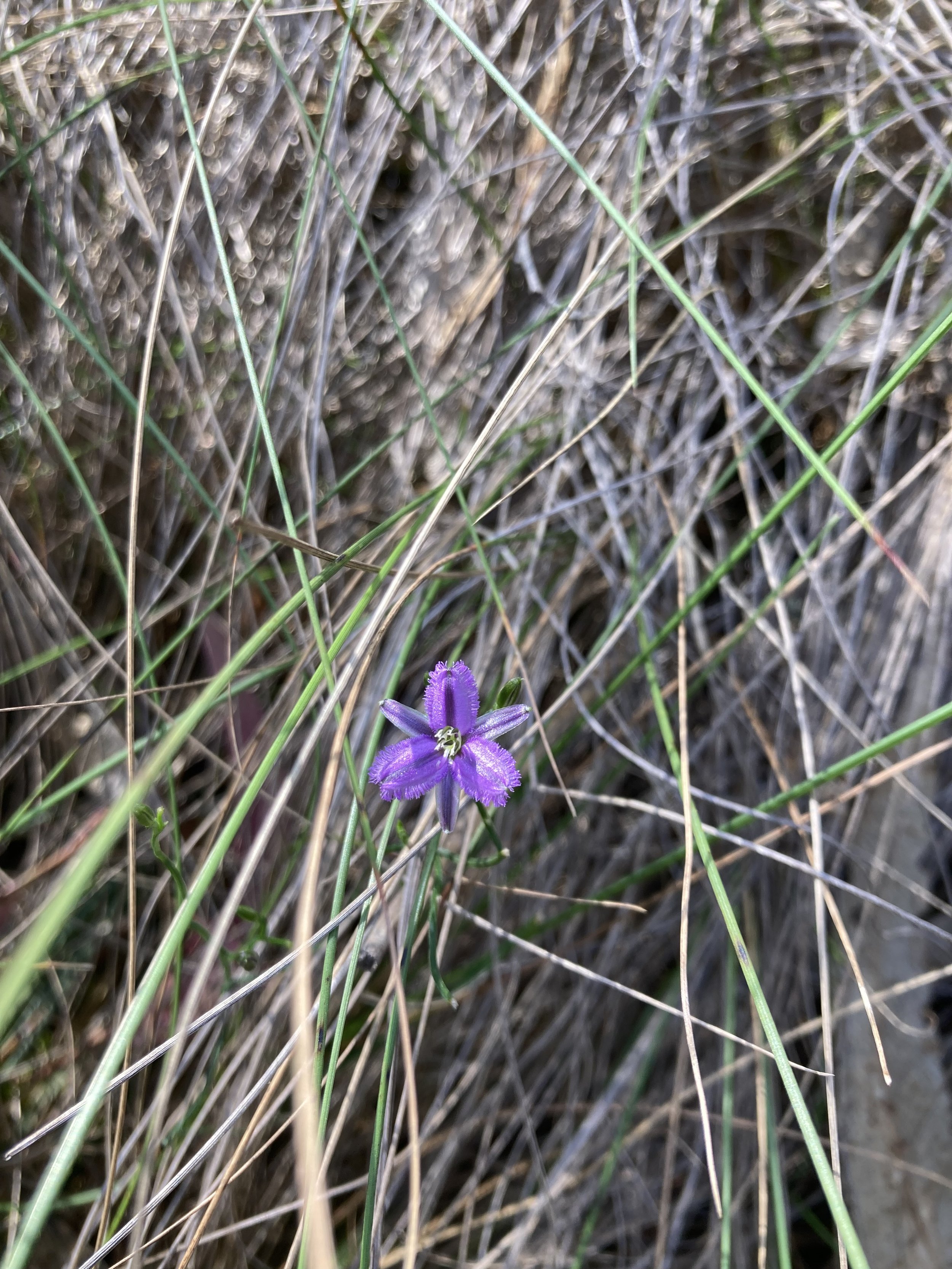 Twining Fringe-lily (Thysanotus patersonii)