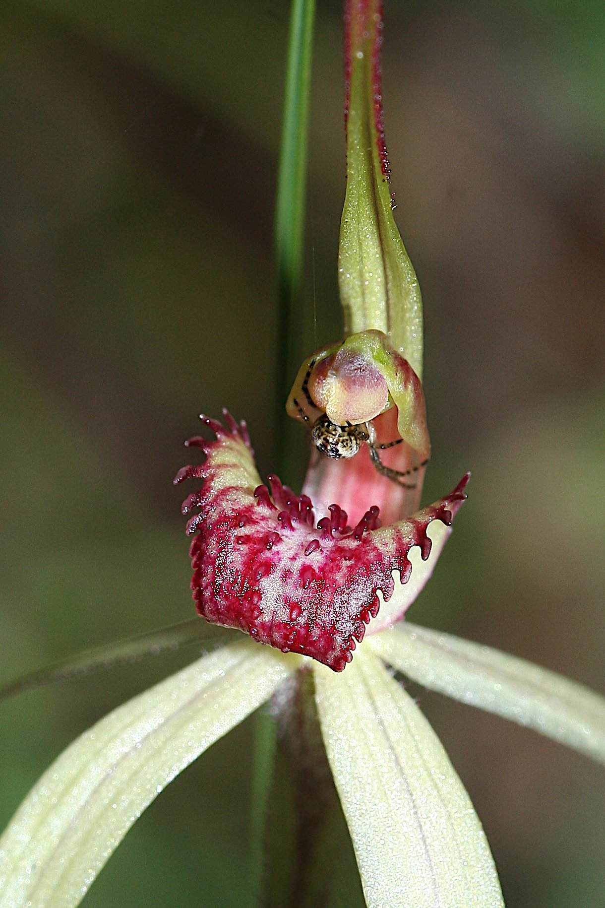 Wine-lipped Spider Orchid