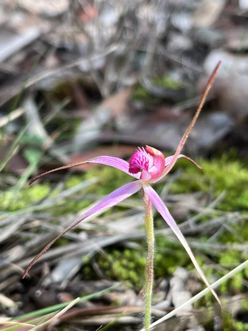Rosella Spider Orchid