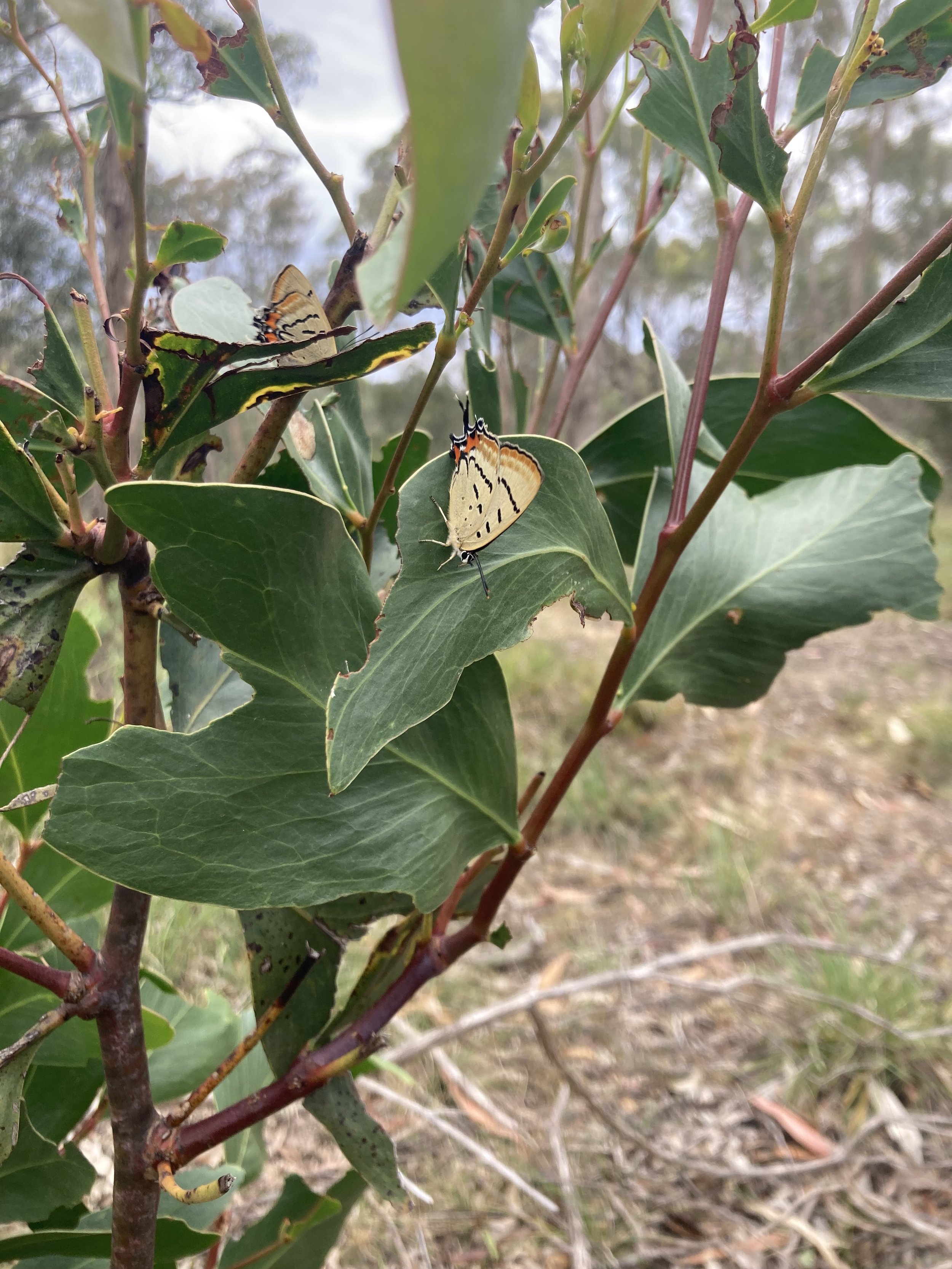 Imperial Hairstreak (Jalmenus evagoras)