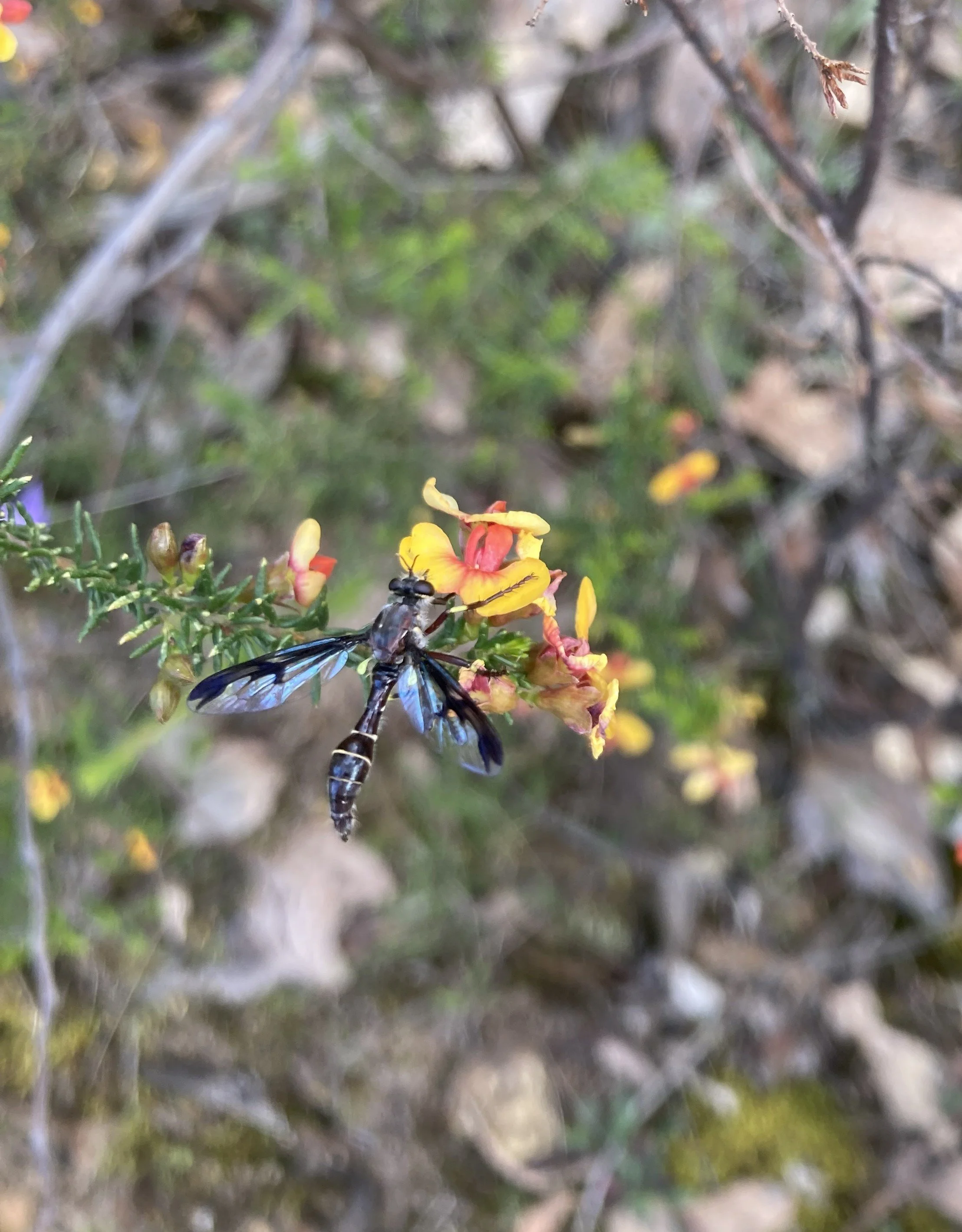 Wildflower Walk in Dunmoochin
