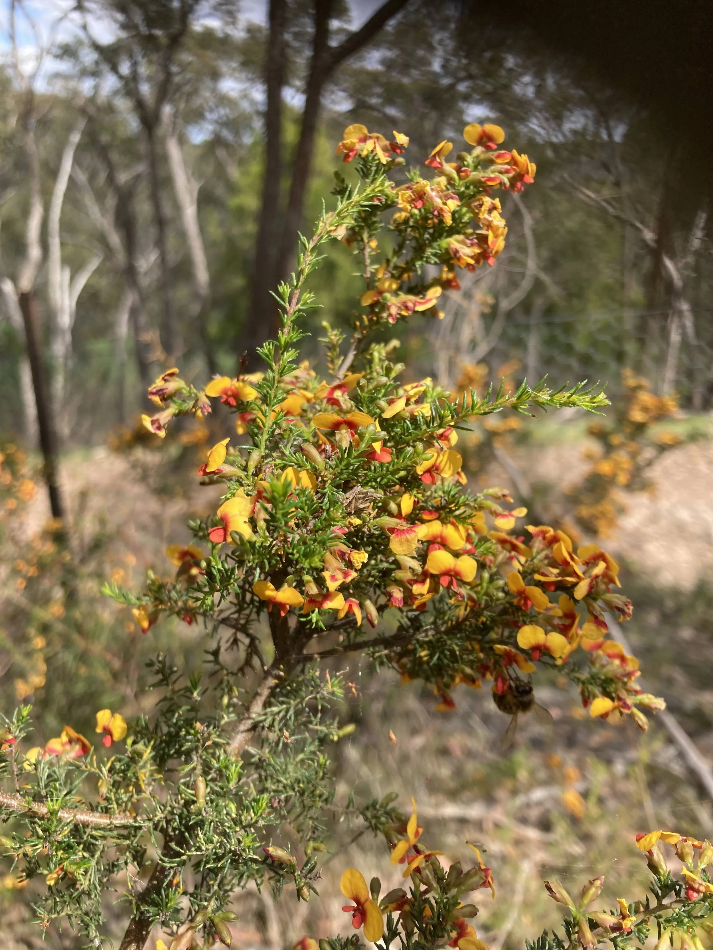 Small-leaf Parrot-pea (Dillwynia phylicoides)