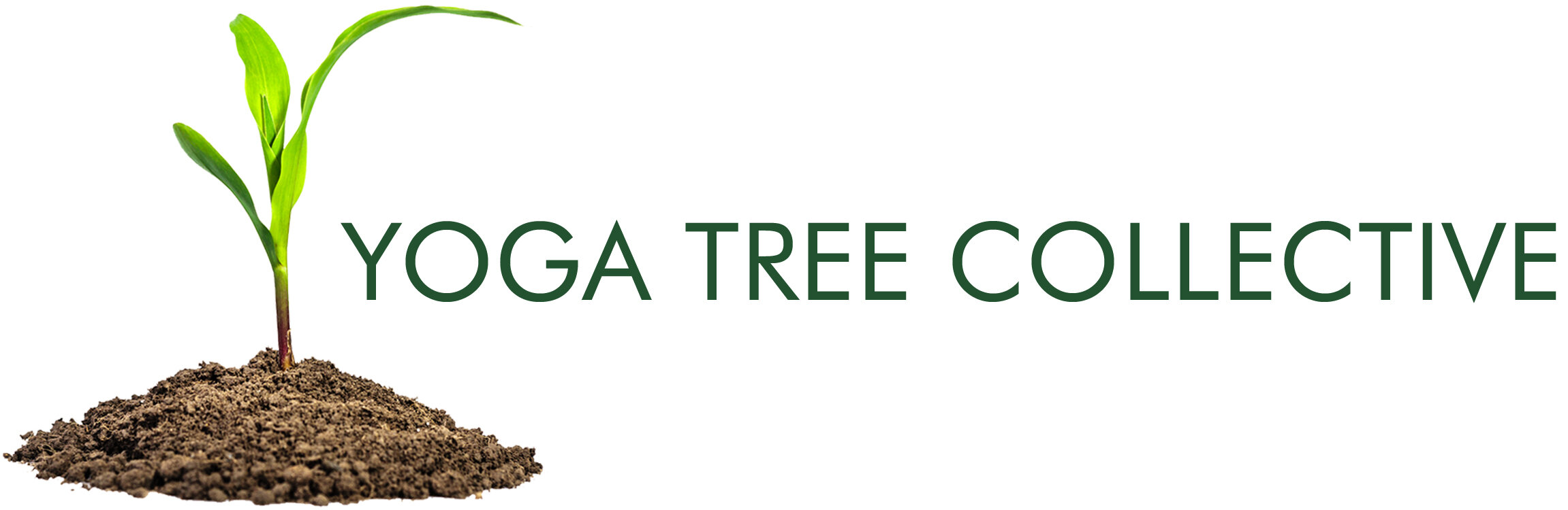 https://images.squarespace-cdn.com/content/v1/6052db9da8275330128f9cf3/1621615787852-OTKFS6BJ23RNC42S88DV/Yoga+Tree+Collective+Logo.jpg