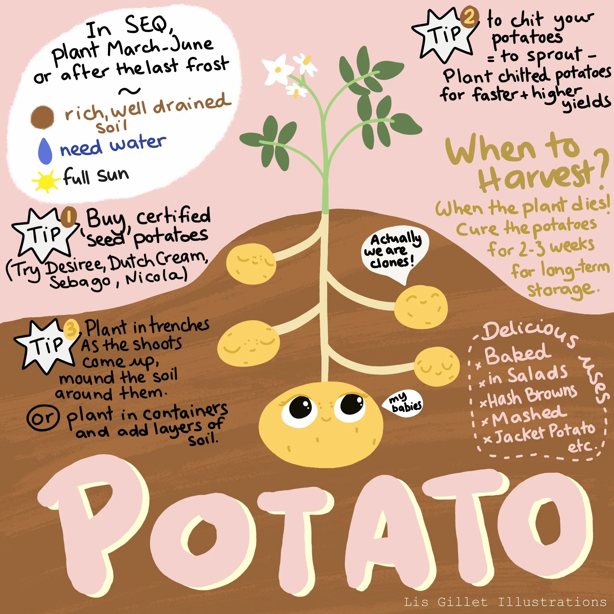 Who doesn’t love potatoes? — Lis Gillet Illustrations
