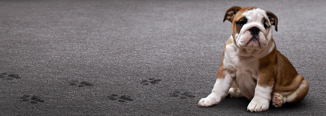 carpet_stain_removal_bg3-1.jpeg