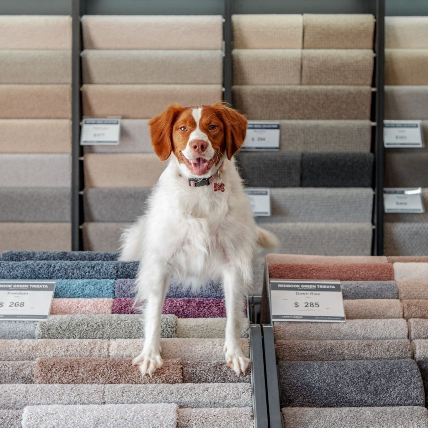 Transform your home with the warmth of our luxurious carpets. Visit our showrooms across Victoria and let us provide you with a free, no-obligation measure and quote today. 🏡⁠
carpetflooringgroup.com.au/free-measure-quote