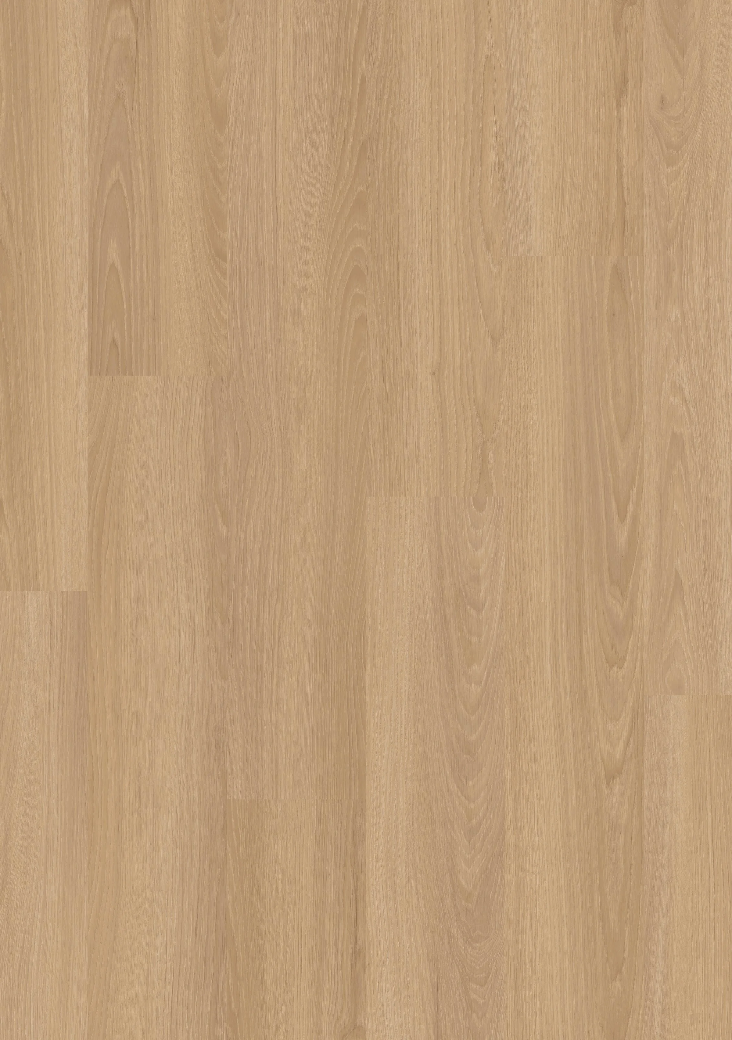 Beachside Oak.jpg