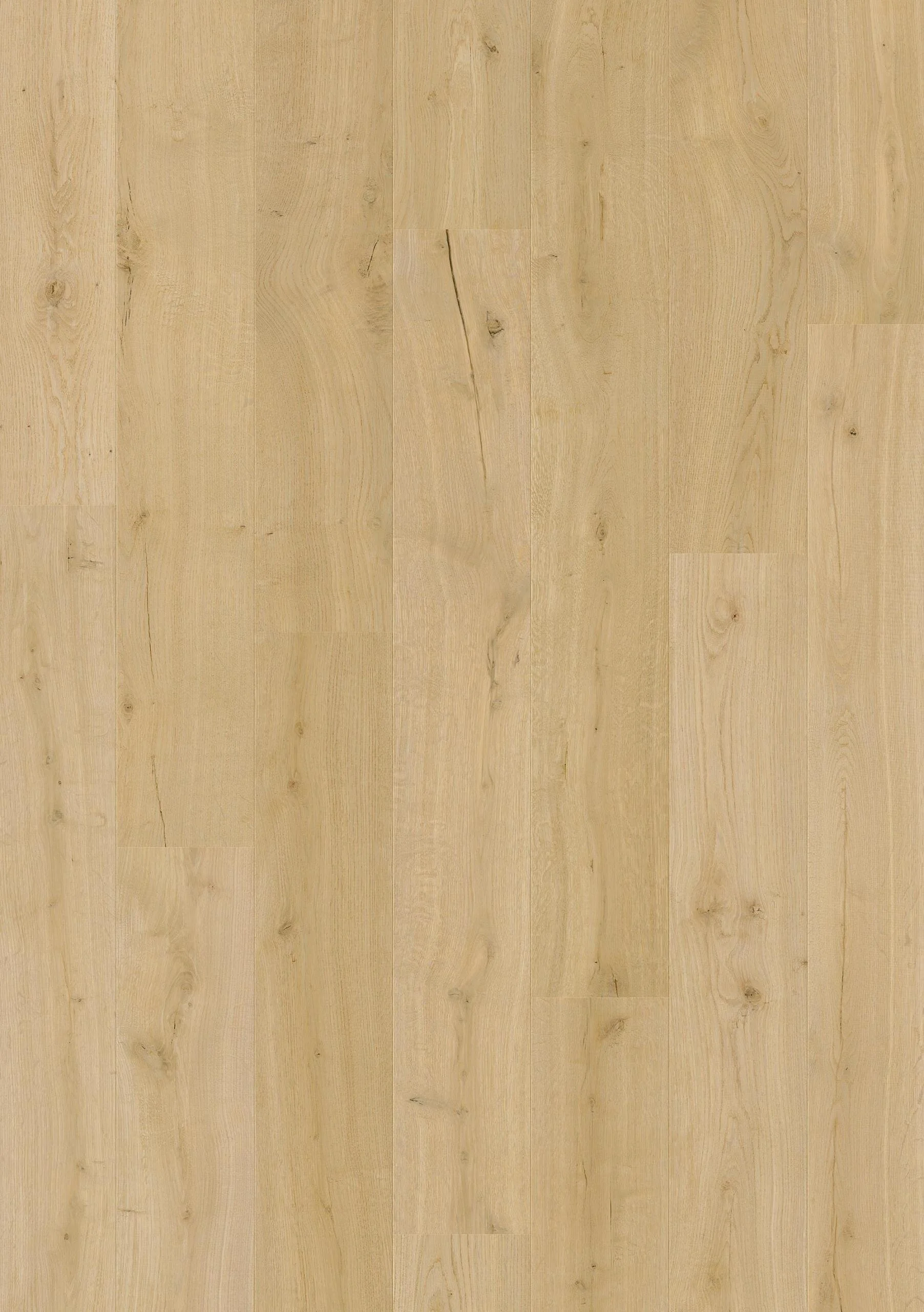 Cotton oak .jpg