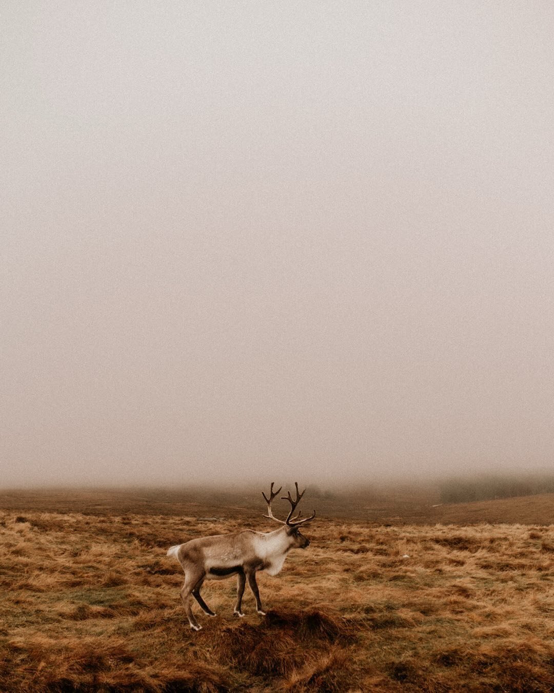 Peut &ecirc;tre la petite derni&egrave;re de notre trip en Ecosse. 🤎✨
On a &eacute;t&eacute; &agrave; la rencontre de Rennes et on a profit&eacute; d&rsquo;un loch. Autant vous dire que cette brume a rajout&eacute;e un petit truc compl&egrave;tement