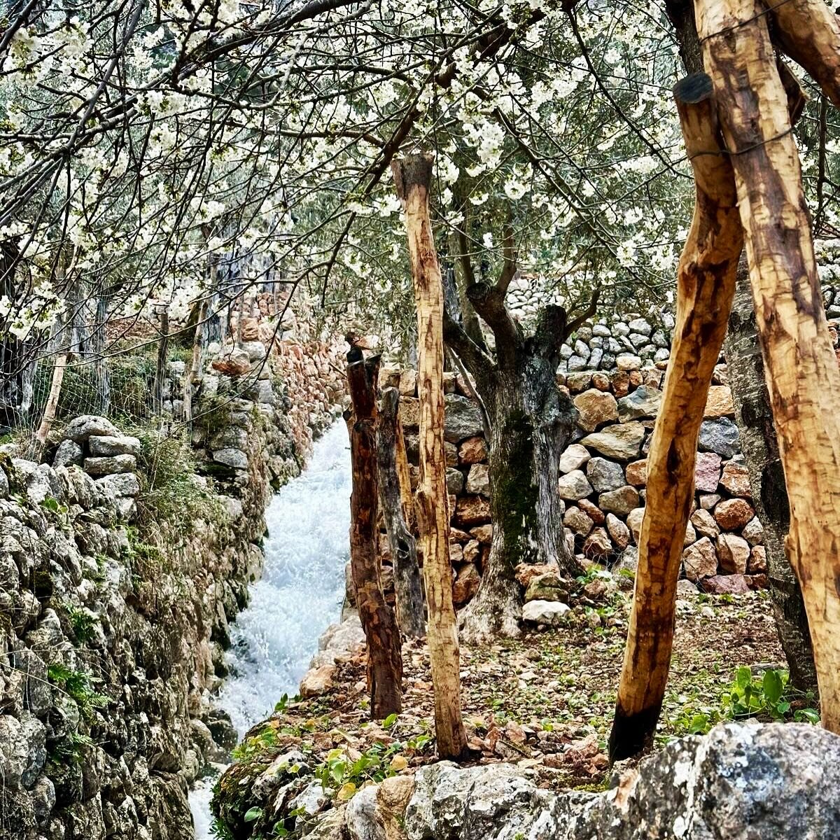 Landscape unchanged for centuries #almondblossom #piedranatural #spring #hiking #mallorcahiking #fornalutx