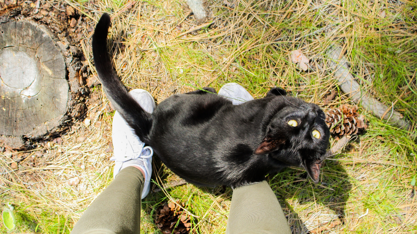 KITTY CARE: we will feed, replenish water, offer playtime, clean litter boxes and of course provide that all important TLC to ensure your kitty is happy and well taken care of.
