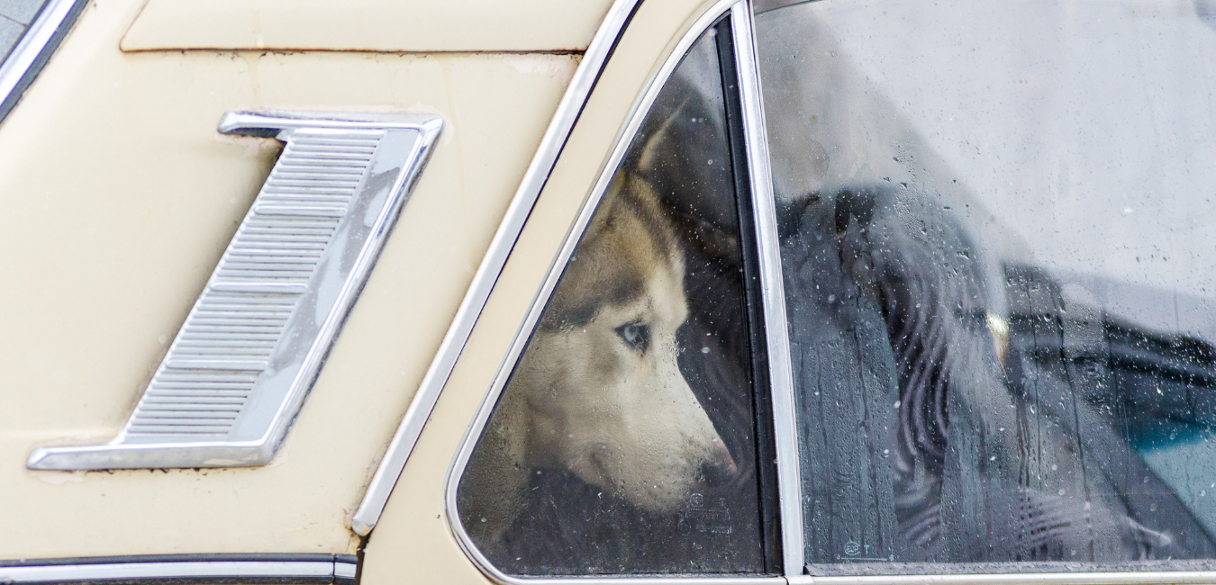 Heat Stress in Pets