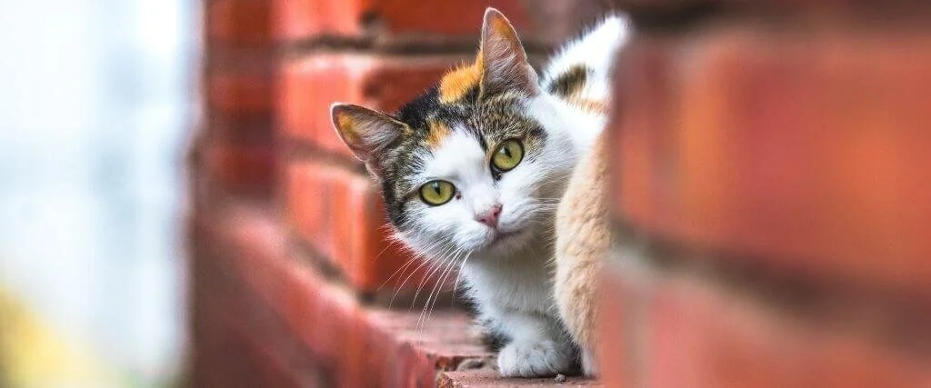 Pros of Outdoor Cats
