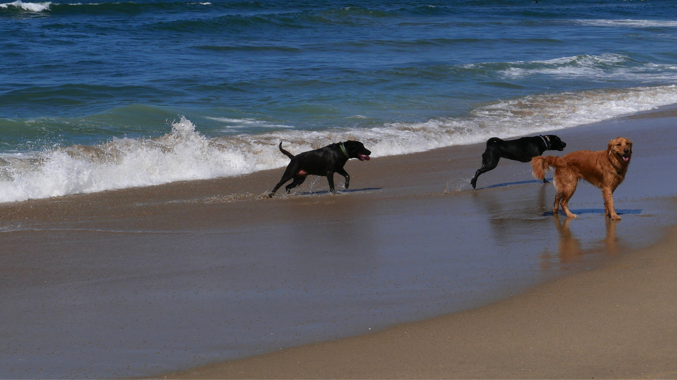 OFF-LEASH GROUP DOG DATES: our small, supervised group walks and off-leash excursions are designed to offer your dog the opportunities to socialize, play, and work off excess energy with a number of other fun, friendly canine friends.