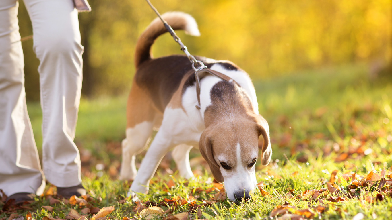 DOG WALKING: this service gives your dog a chance to get out of the house for some exercise and fun. If you'd like us to give them a treat, refill their food/water bowls, or send you a photo update, just say the word!