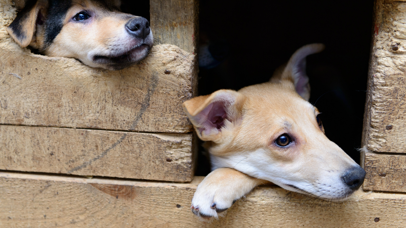 DOGHOUSE DROP-IN: this is perfect for dogs that don’t necessarily need a walk but may need to be let out to do their business, a food/water refill, or just some attention for a bit!