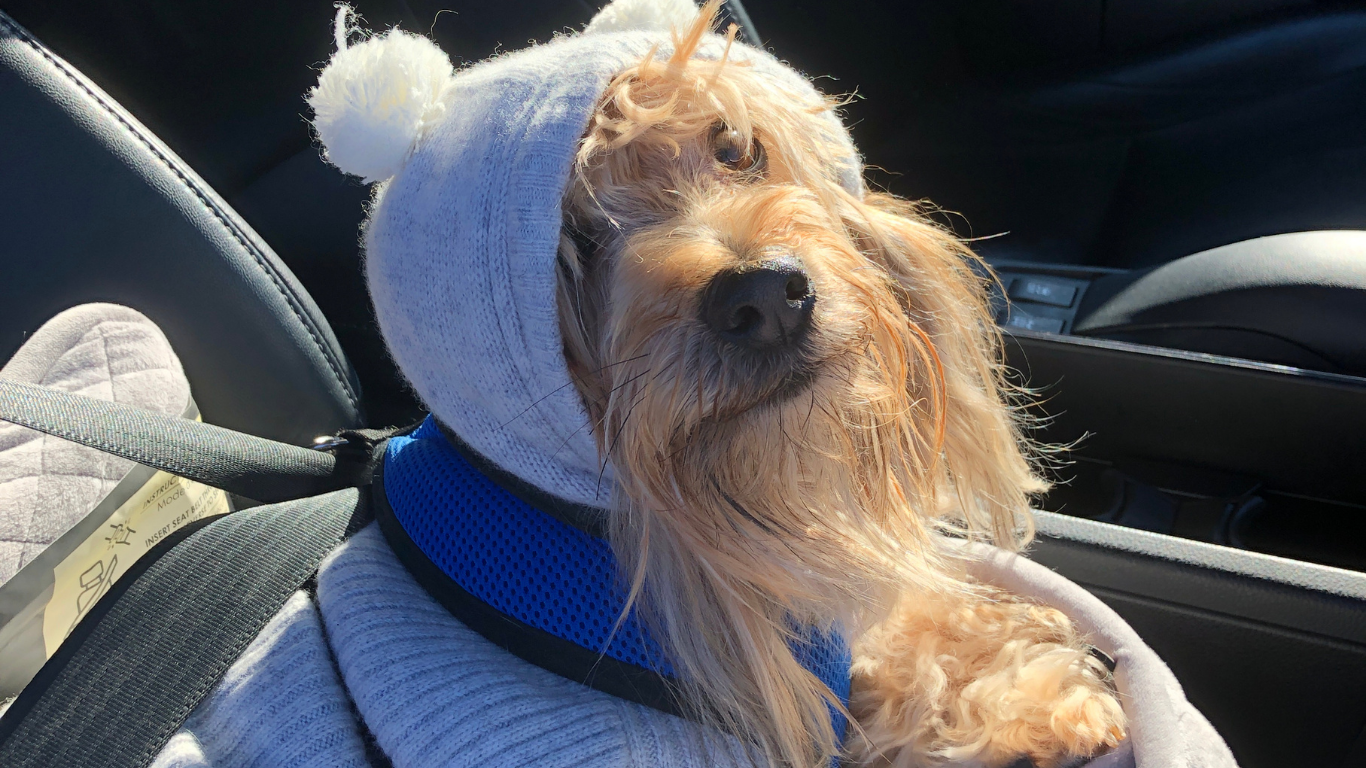 PET UBER: this service provides transportation to and from your pet’s appointments.
