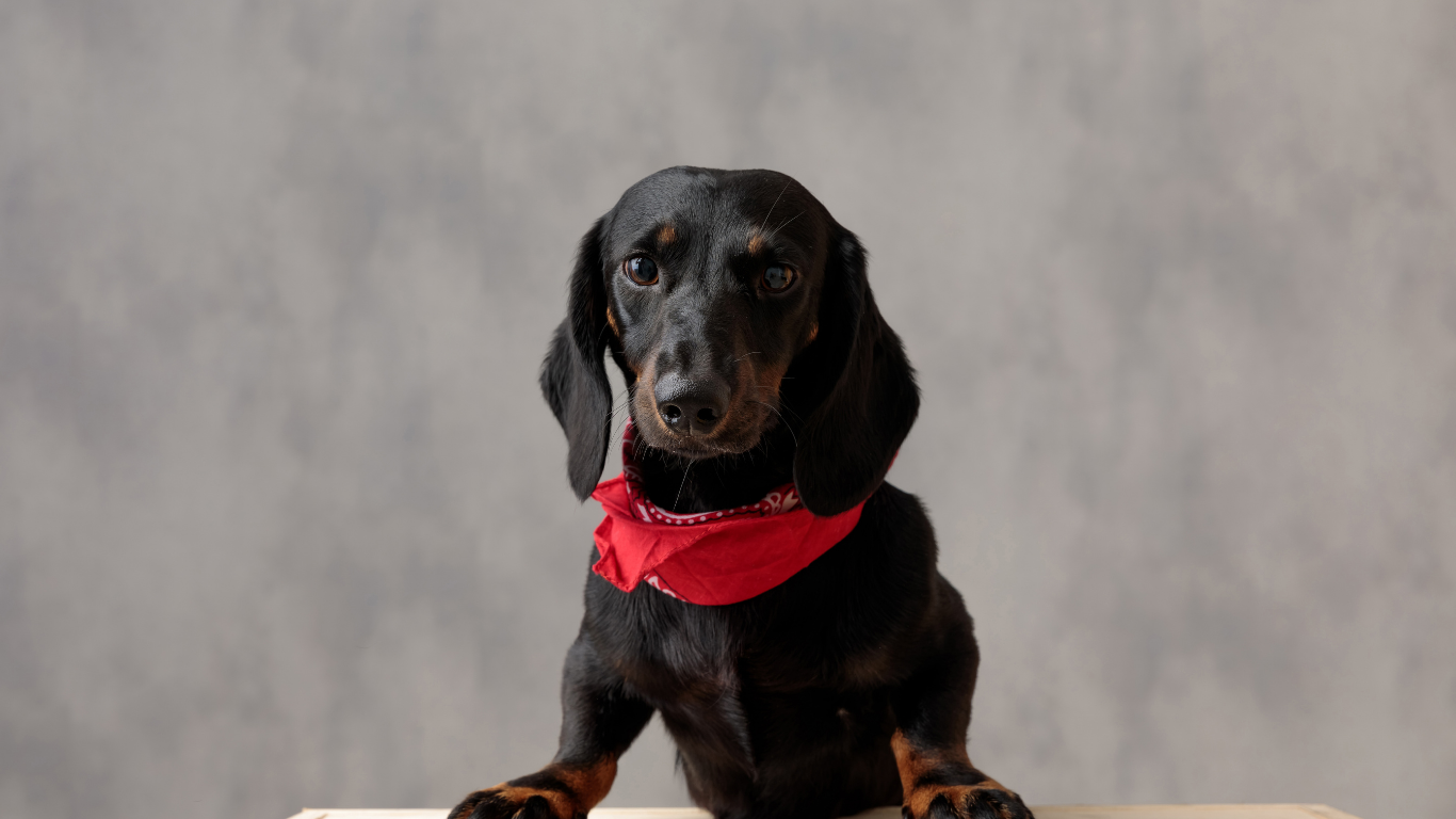 DOG BOARDING & SITTING:  we can take your dog for a weekend or an overnight at our home so they don't have to go to a kennel.