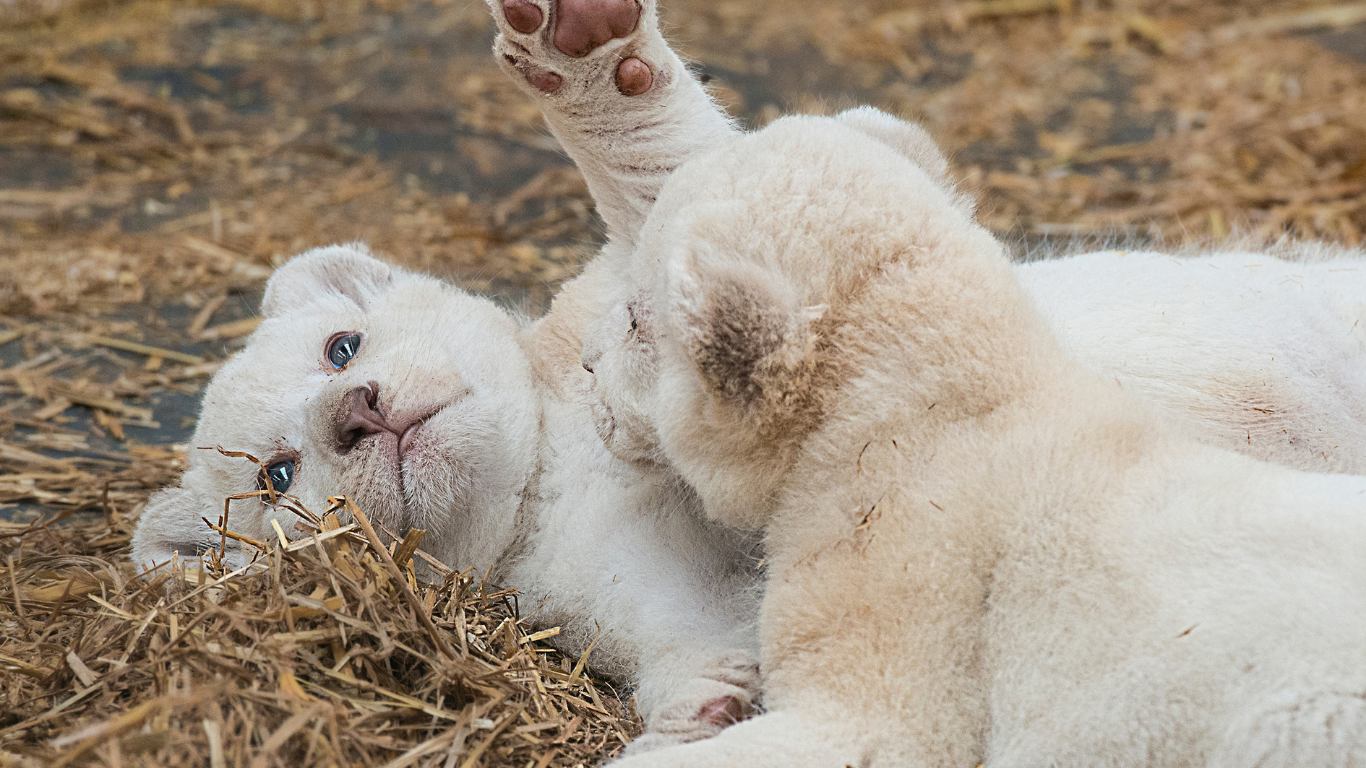 PUPPY PLAYTIME: our customized puppy package consists of (2) 15-minute visits/day, offering the structure that is critical for house training, walking etiquette, and puppy enrichment.