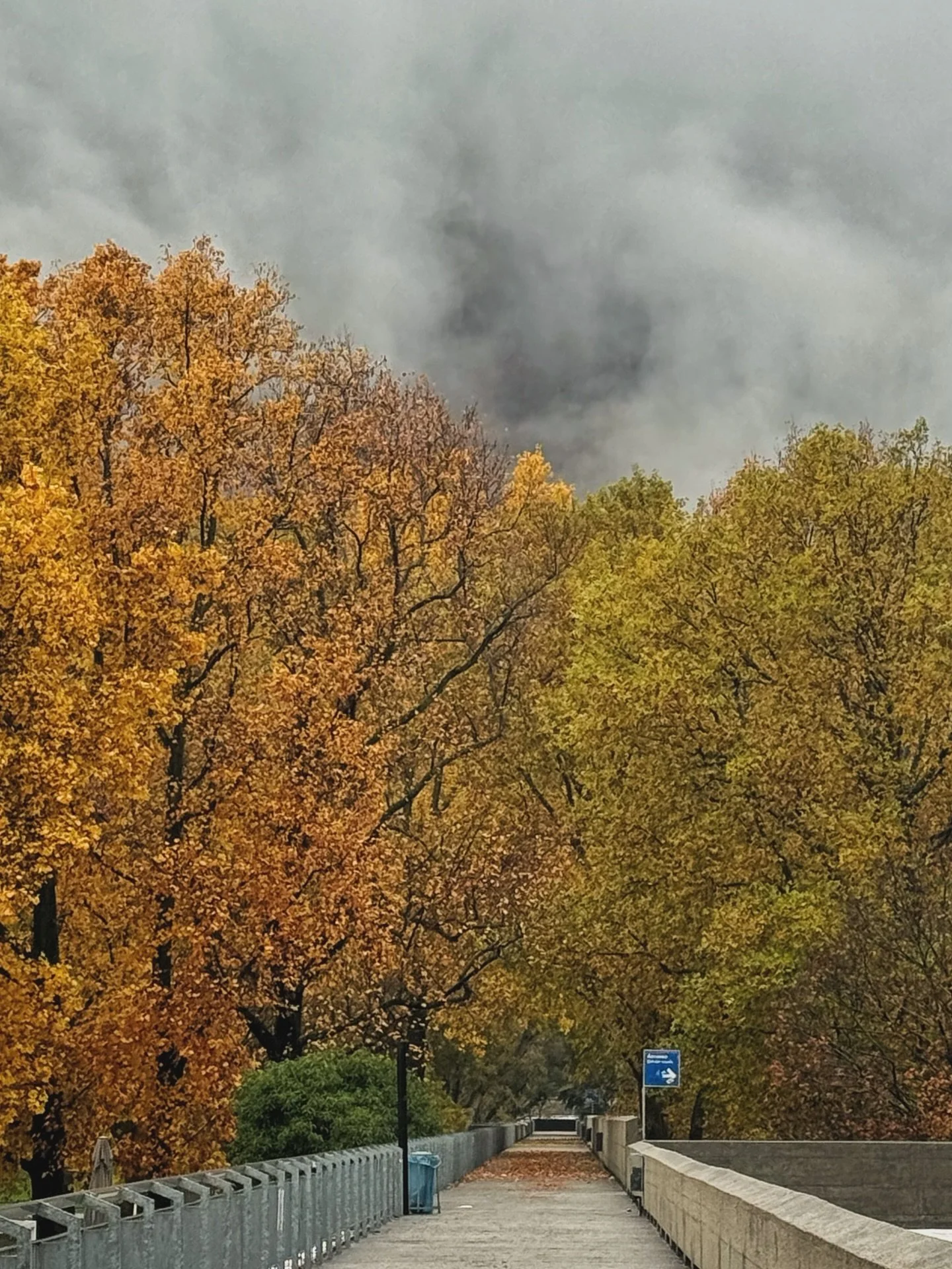 Autumn, you are so beautiful 🧡

I headed out for an easy morning run&hellip; straight into pouring rain. 🌧️ 
My husband asked if I wanted to wait until the rain stopped or at least lightened.
I answered, absolutely not &mdash; I love running in the