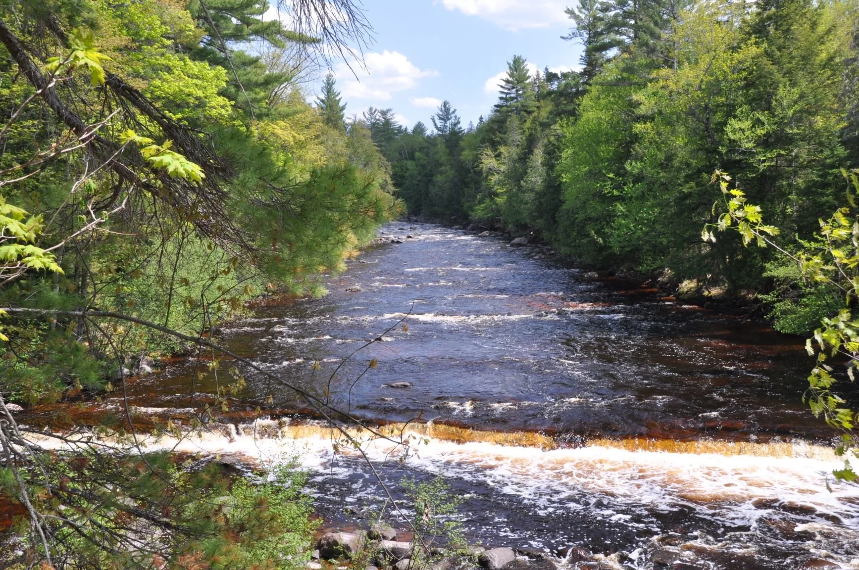 Opinion | Massive national forest project needs a closer look at impacts, alternatives