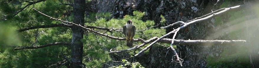 Copper Country Audubon.jpeg