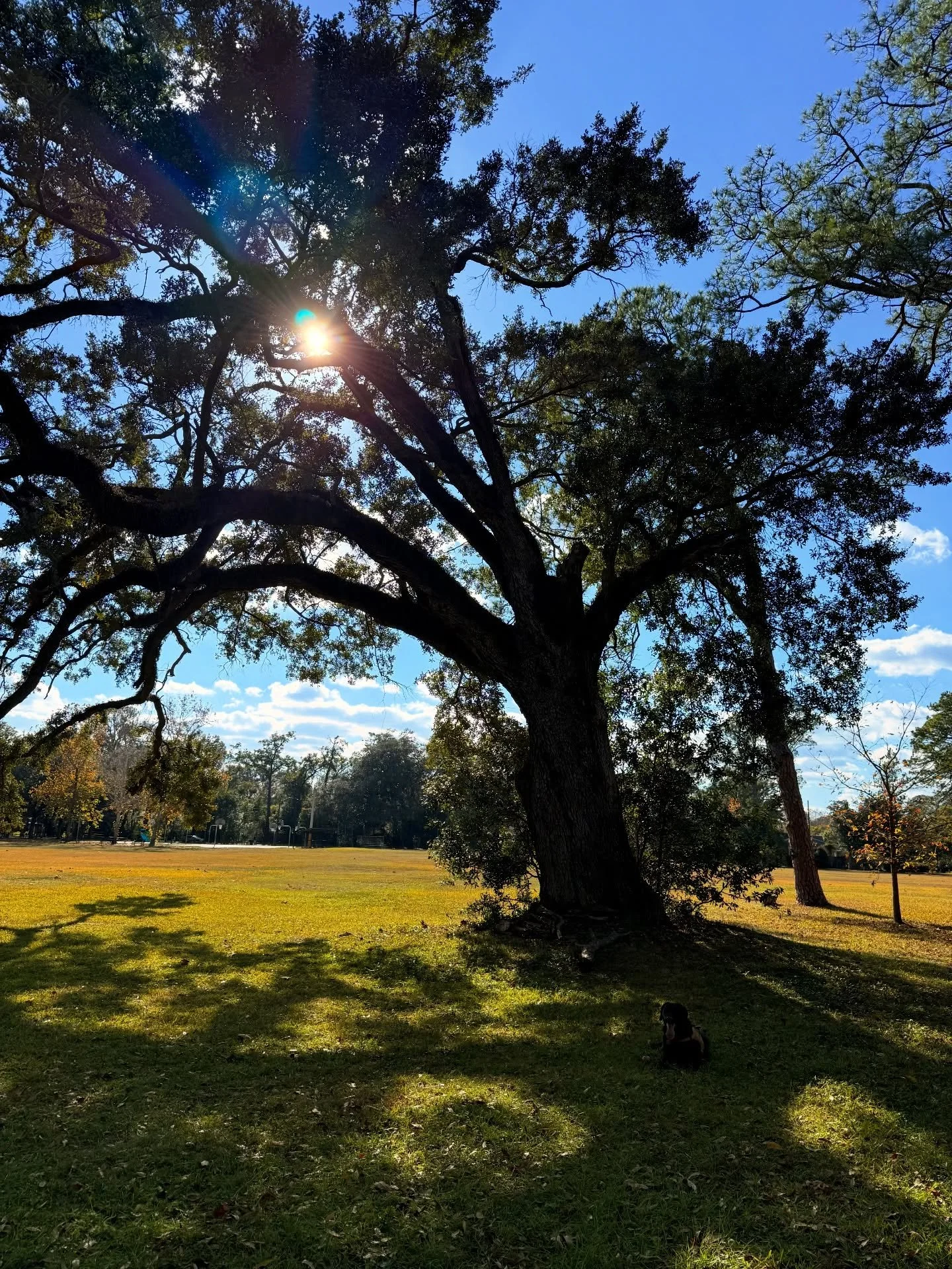 December is often a month of shoulds.
We should be happy.
We should do more.
We should be everywhere all at once. 

As I close out the last day of the month and the last day of the year I remind myself that all that should have been, has. 2025 was a 