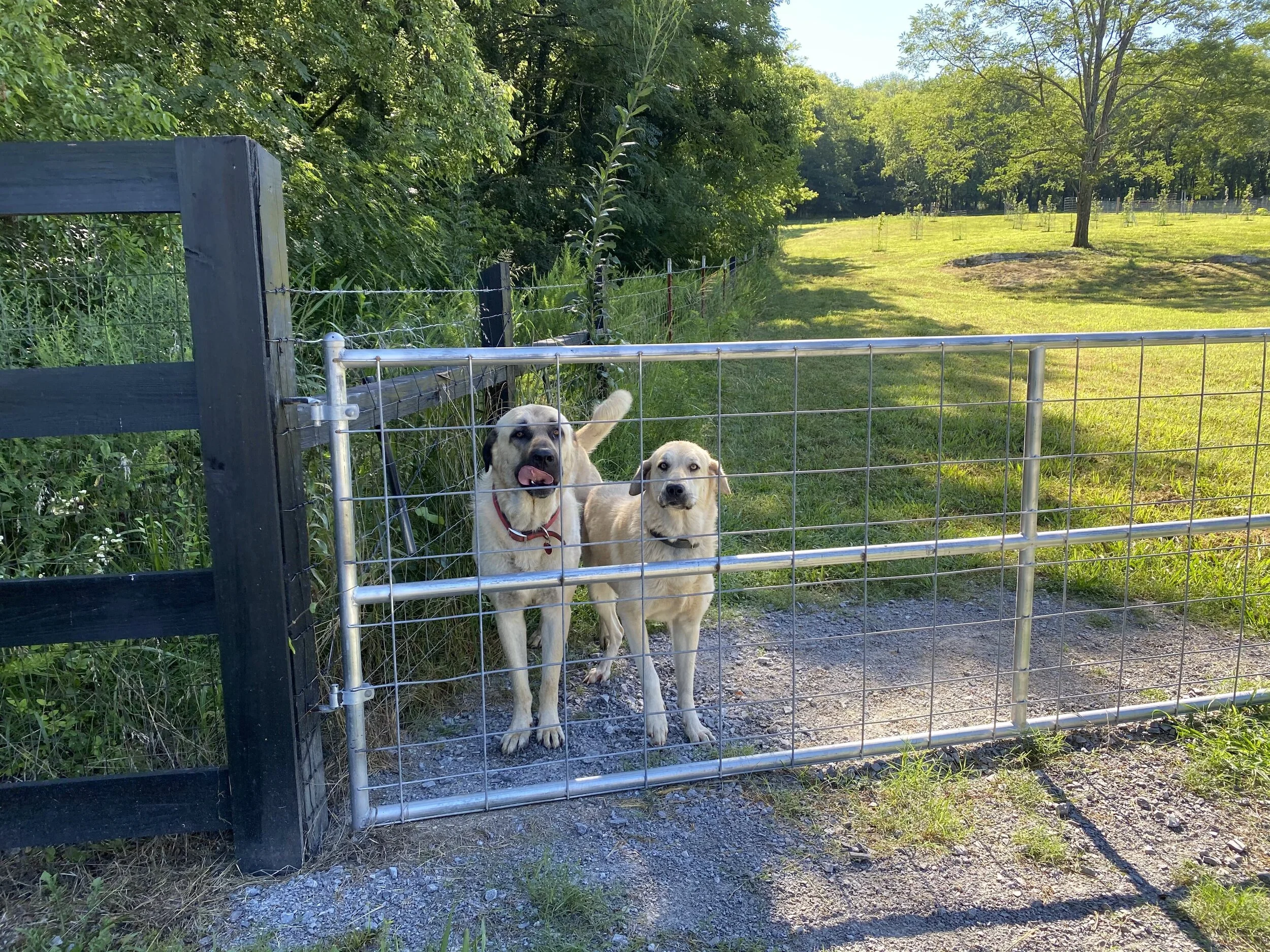 On the Farm — CannonGate Farms