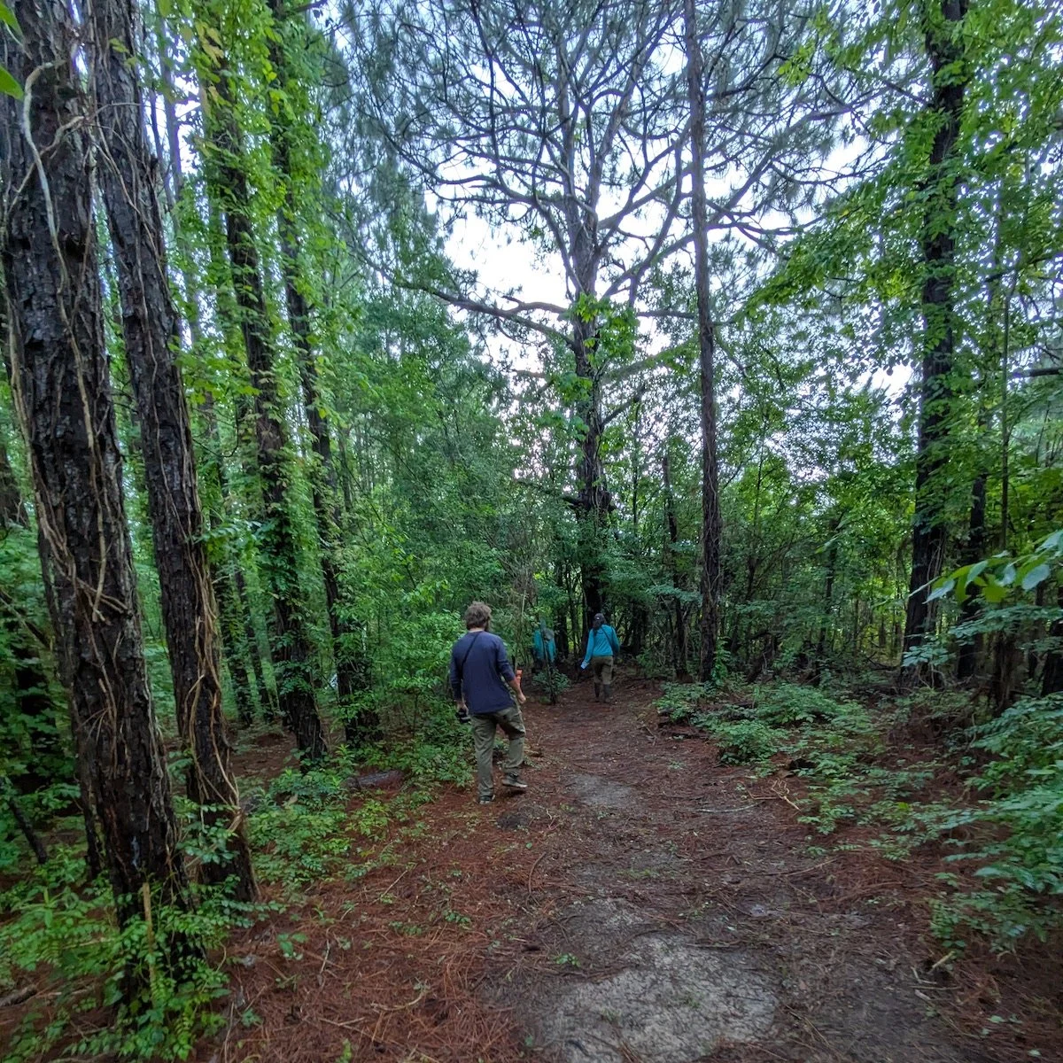 Grounded: Nature, Art and Well-Being
