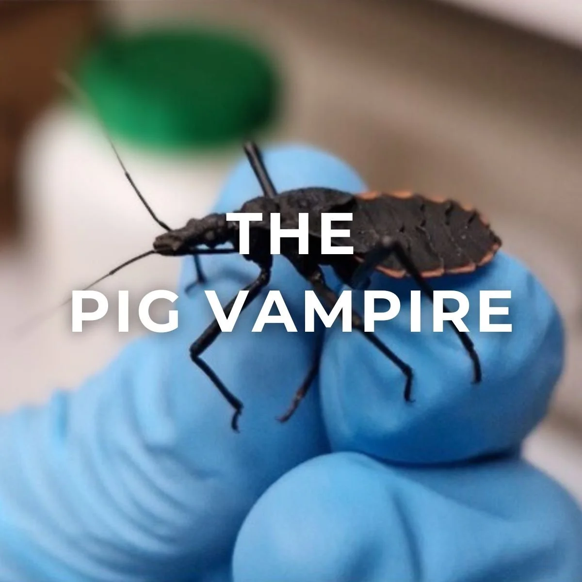 Fact sheet: The Pig Vampire