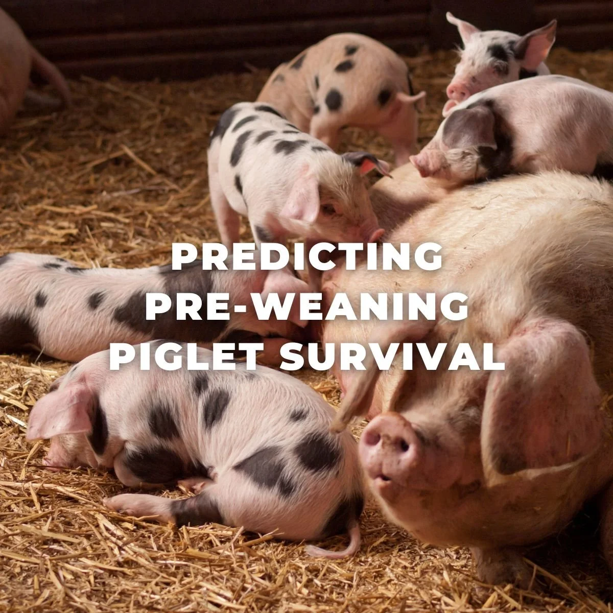 Fact sheet: Predicting pre-weaning piglet survival