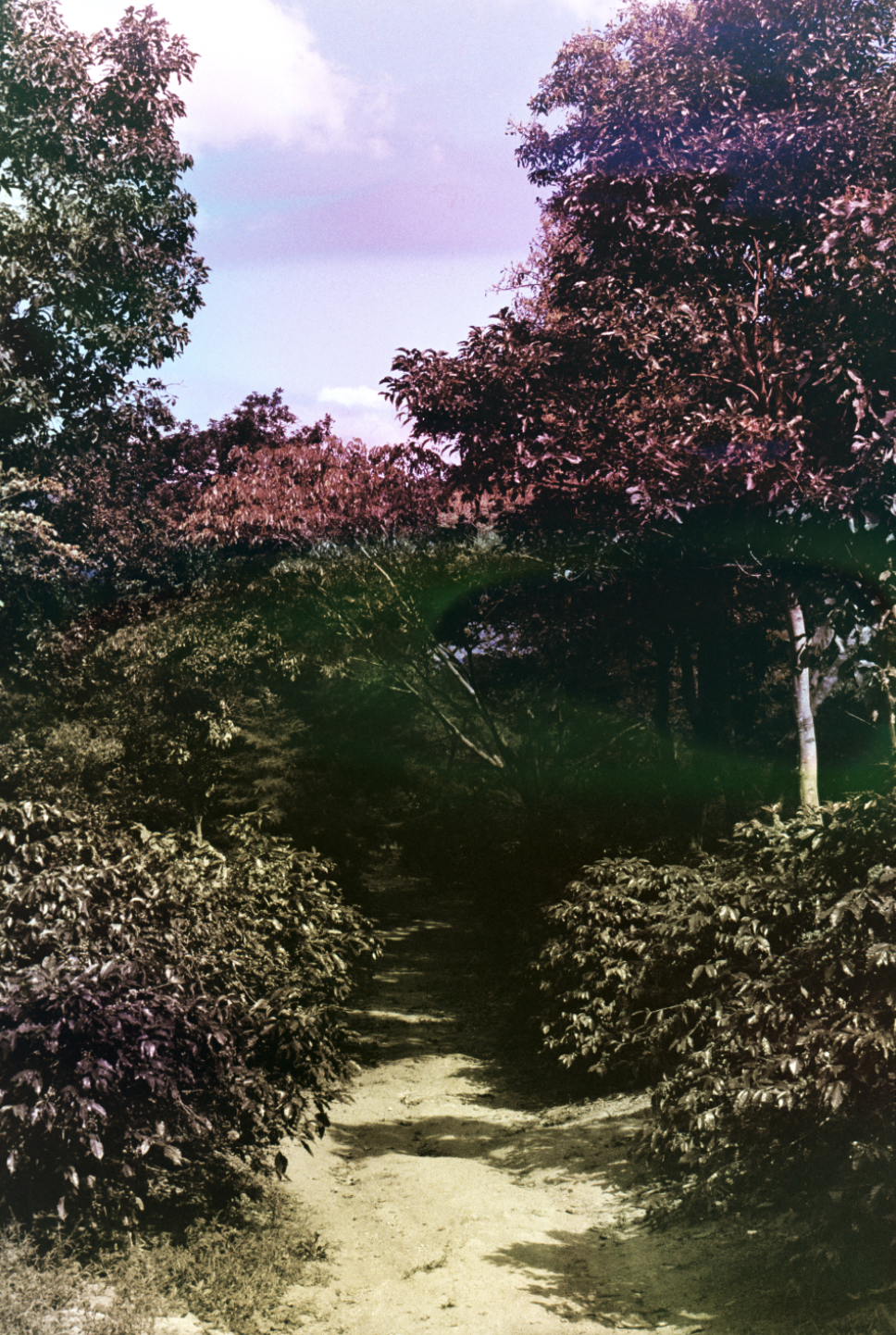 A dirt path through dense trees and bushes, with tall trees on either side and a partly cloudy sky overhead.