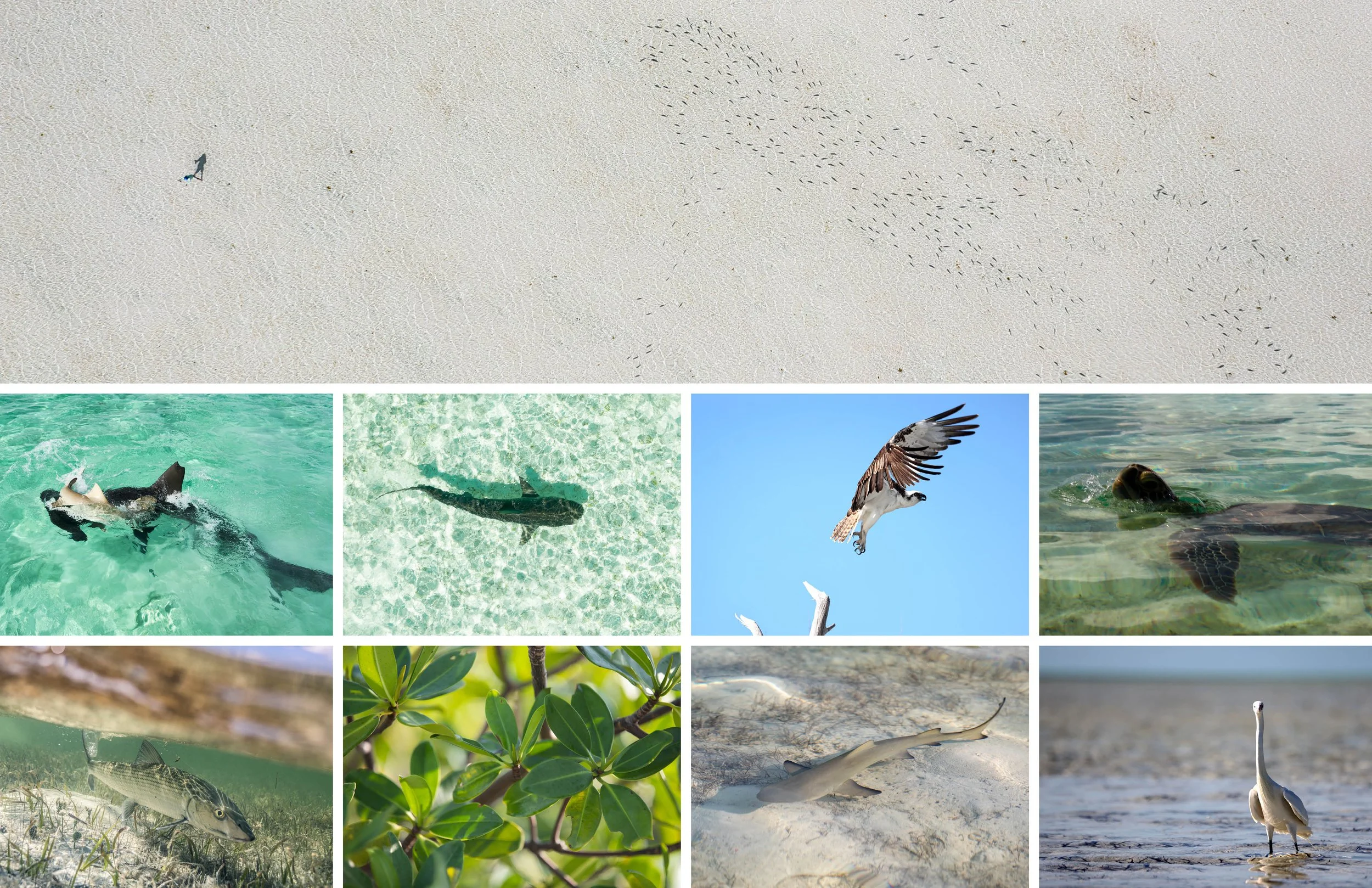  A few of the critters you’re likely to see at Soul Fly Lodge: lemon sharks, tiger sharks, osprey, sea turtles and, of course, bonefish. 