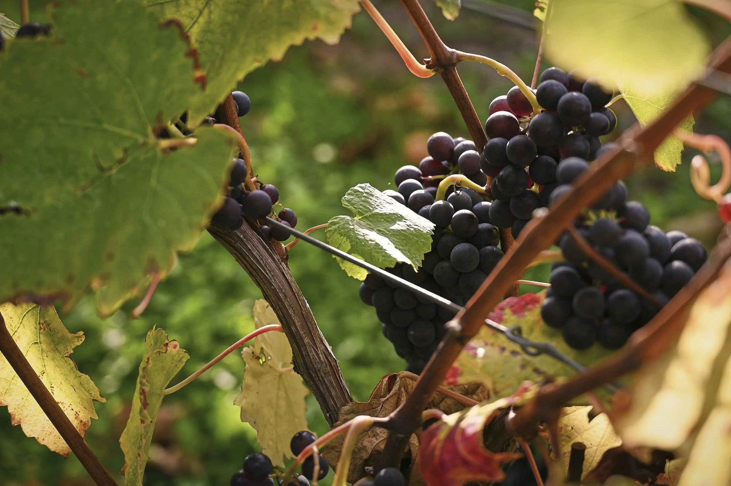 Clusters of ripe black grapes growing on vine with green and yellow leaves.