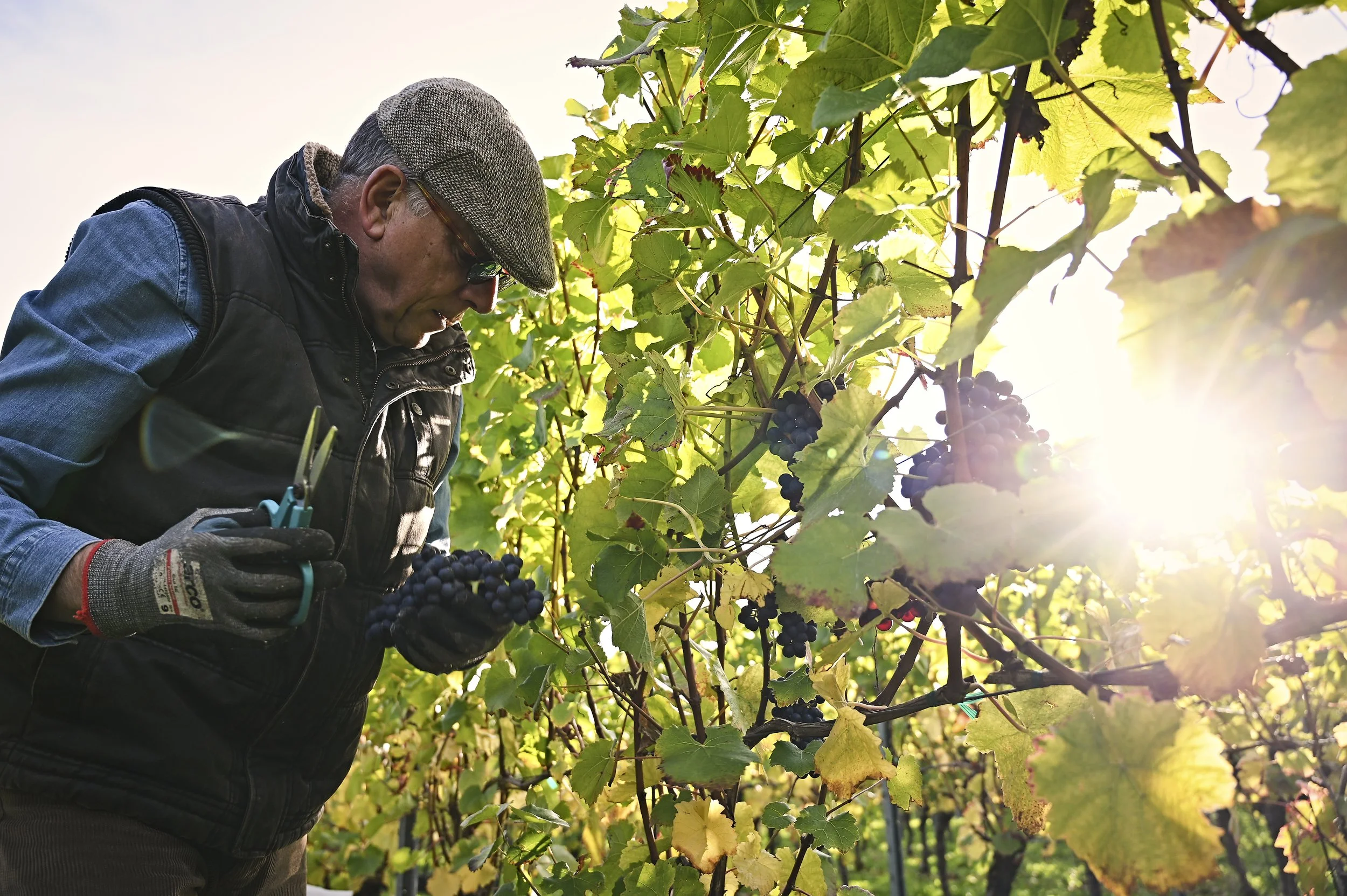 A man wearing a gray hat, glasses, gloves, and a black vest is harvesting grapes in a vineyard, with the sunlight shining through the green leaves and dark purple grapes.