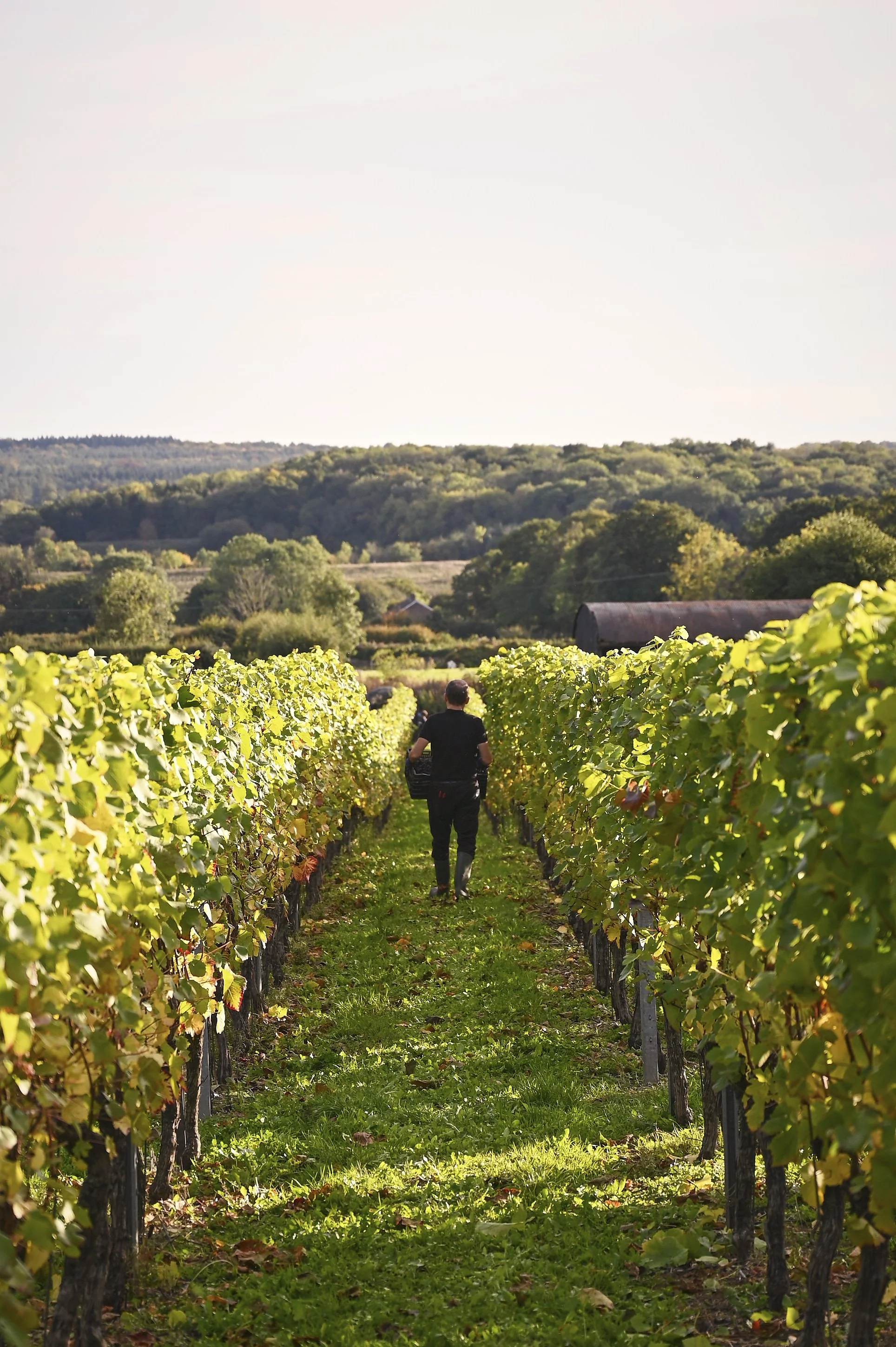 Person walking through a vineyard with rows of green grapevines and rolling hills in the background.