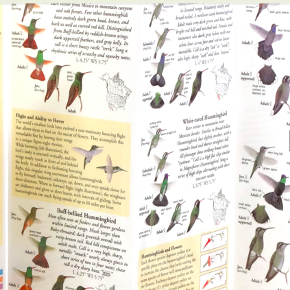 EARTH SKY + WATER:    Laminated/Waterproof FoldingGuides™ feature detailed illustrations created by artisans and experts in regional species identification.  12 panels of illustrations and information about the featured species.