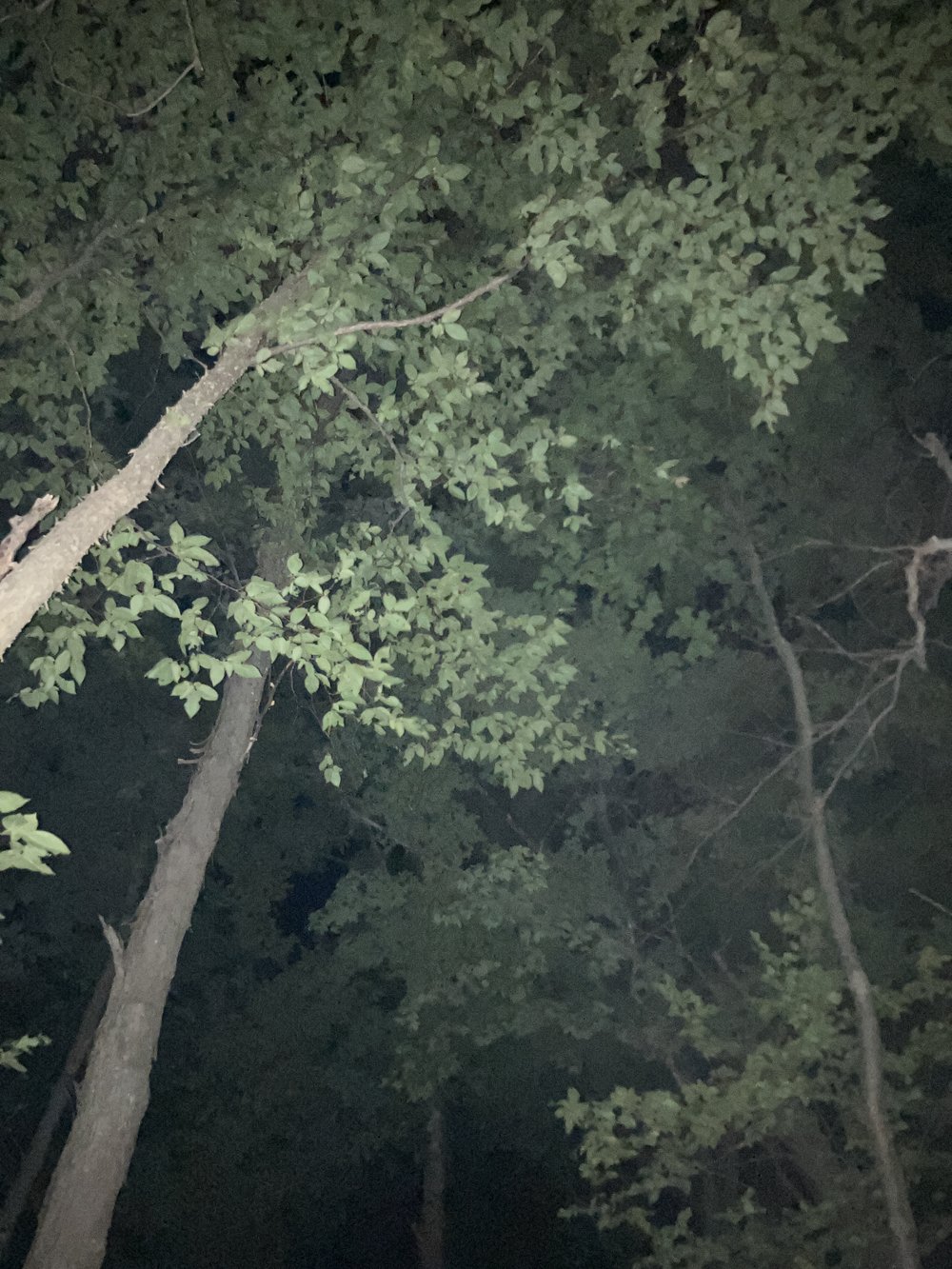 Trees at night.JPG