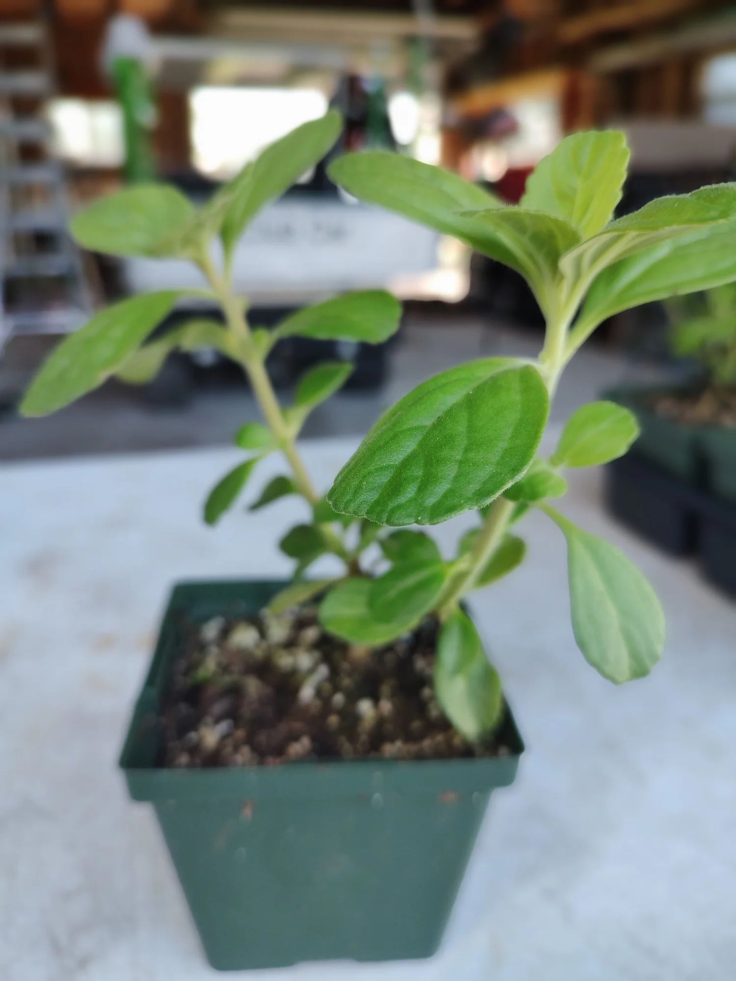 panadol for sale online