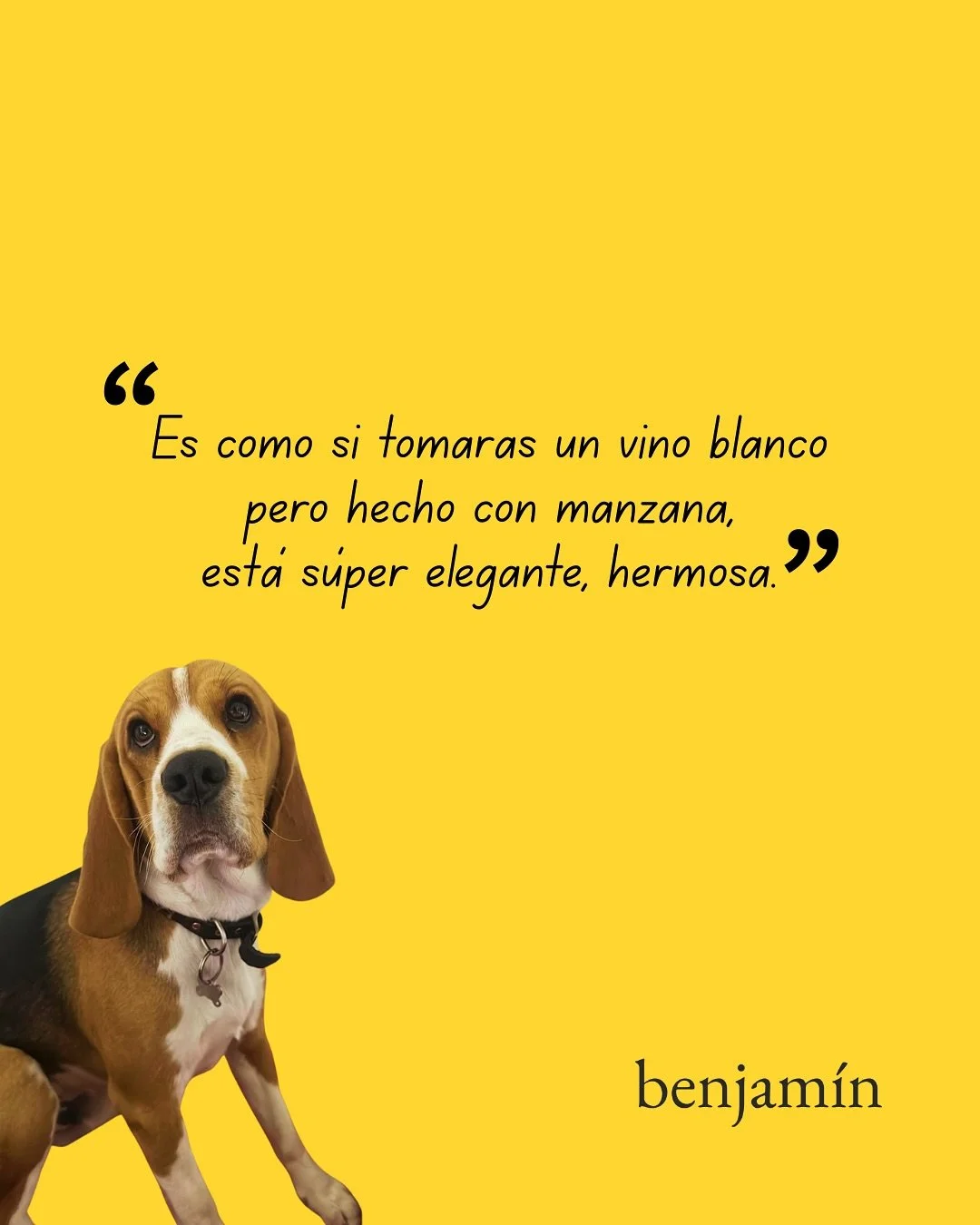 &iquest;Alguna vez has probado una sidra con barrica? 🥂🍎
.
🐶Benjamin por @juliadacostar 
.
✴️Venta exclusiva en @lacontravinos @lacontragdl @lacontraroma @lacontraoax 
.
.
.
#applecider #vinomexicano #drinks #sidramexicana