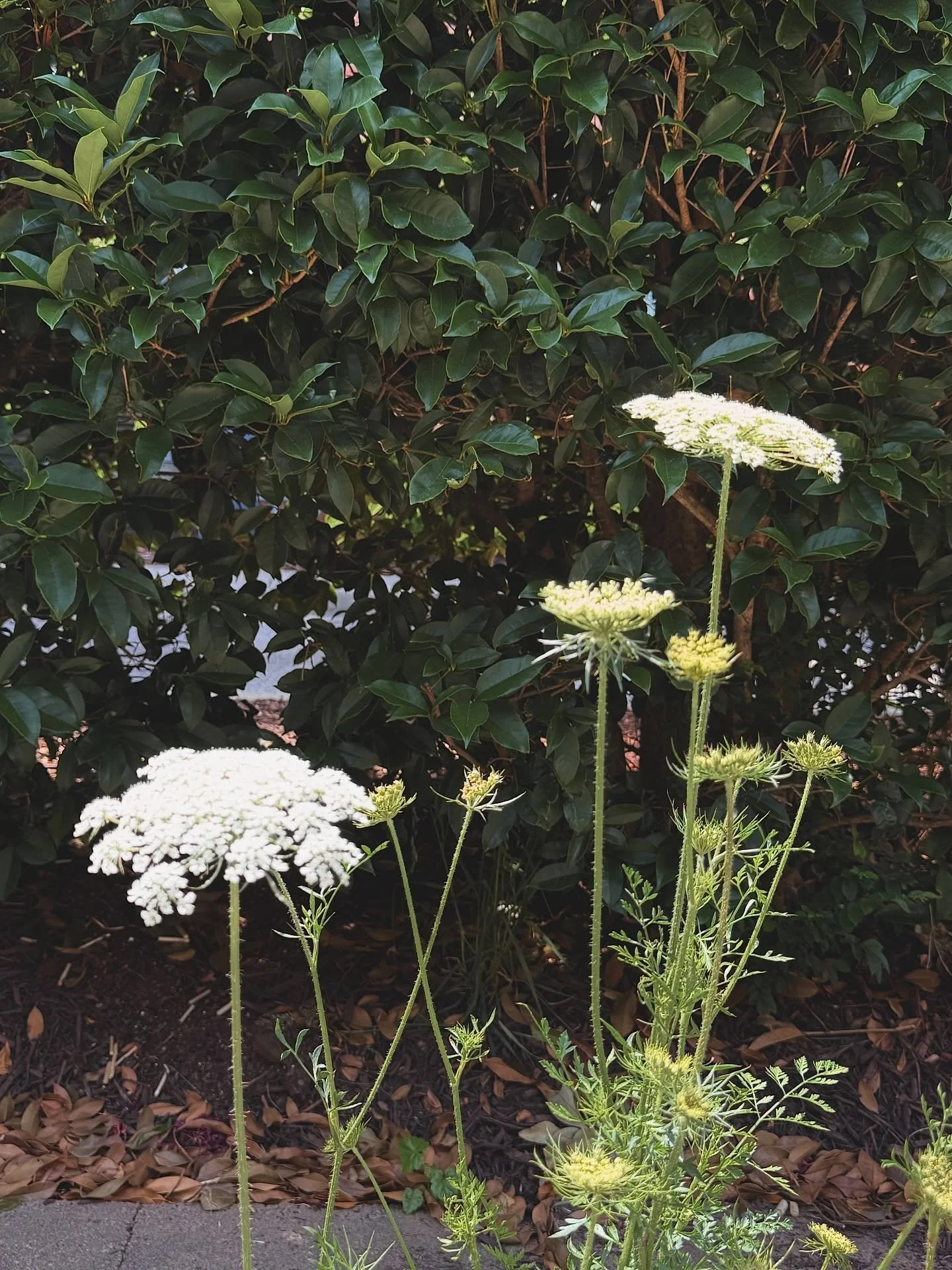 When inspiration comes from the afternoon walk with your pup&hellip;