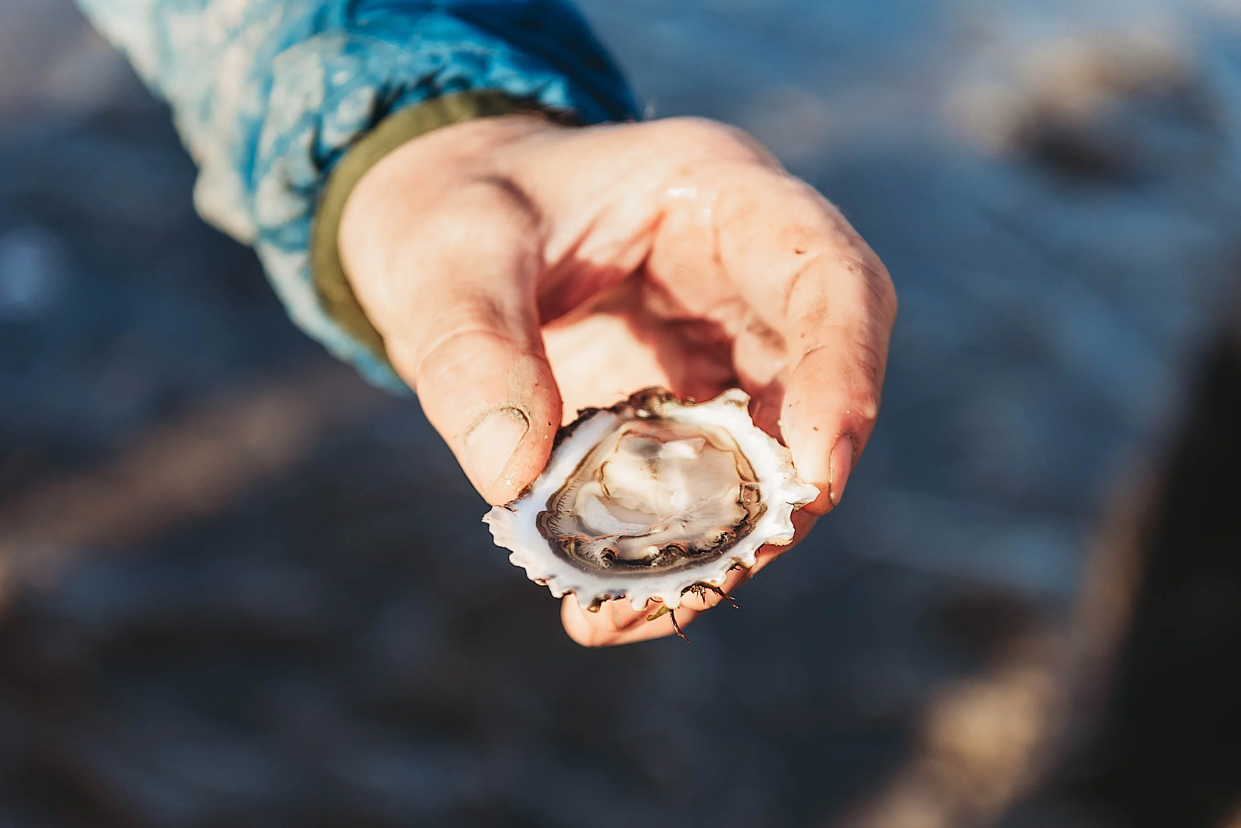 Oyster Farms_-25.jpg