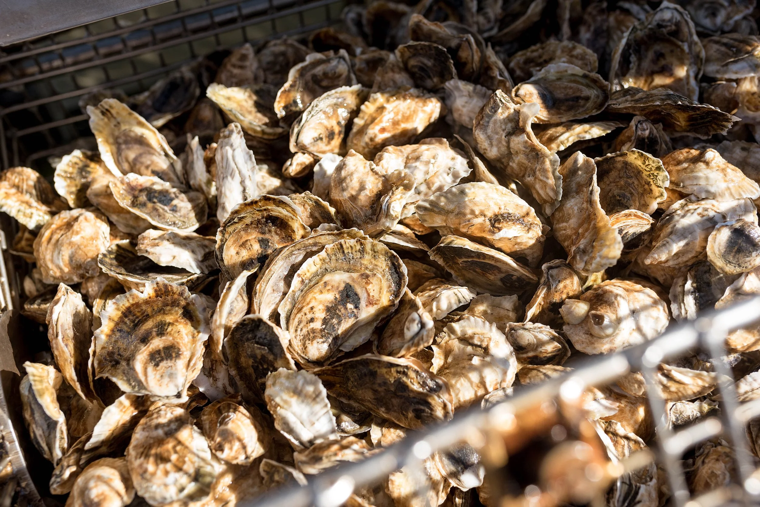 Oyster Farms_-23.jpg