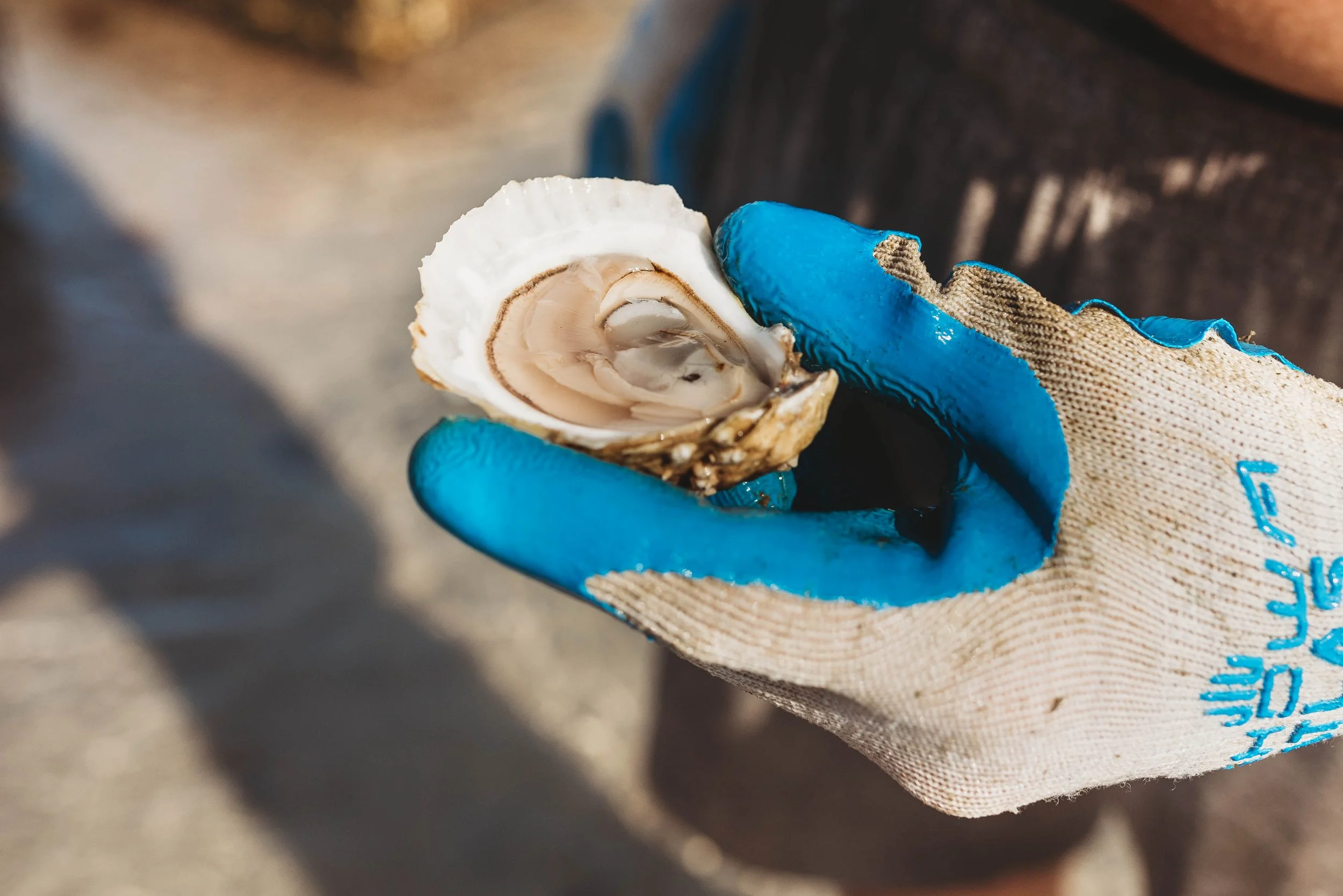 Oyster Farms_-4.jpg