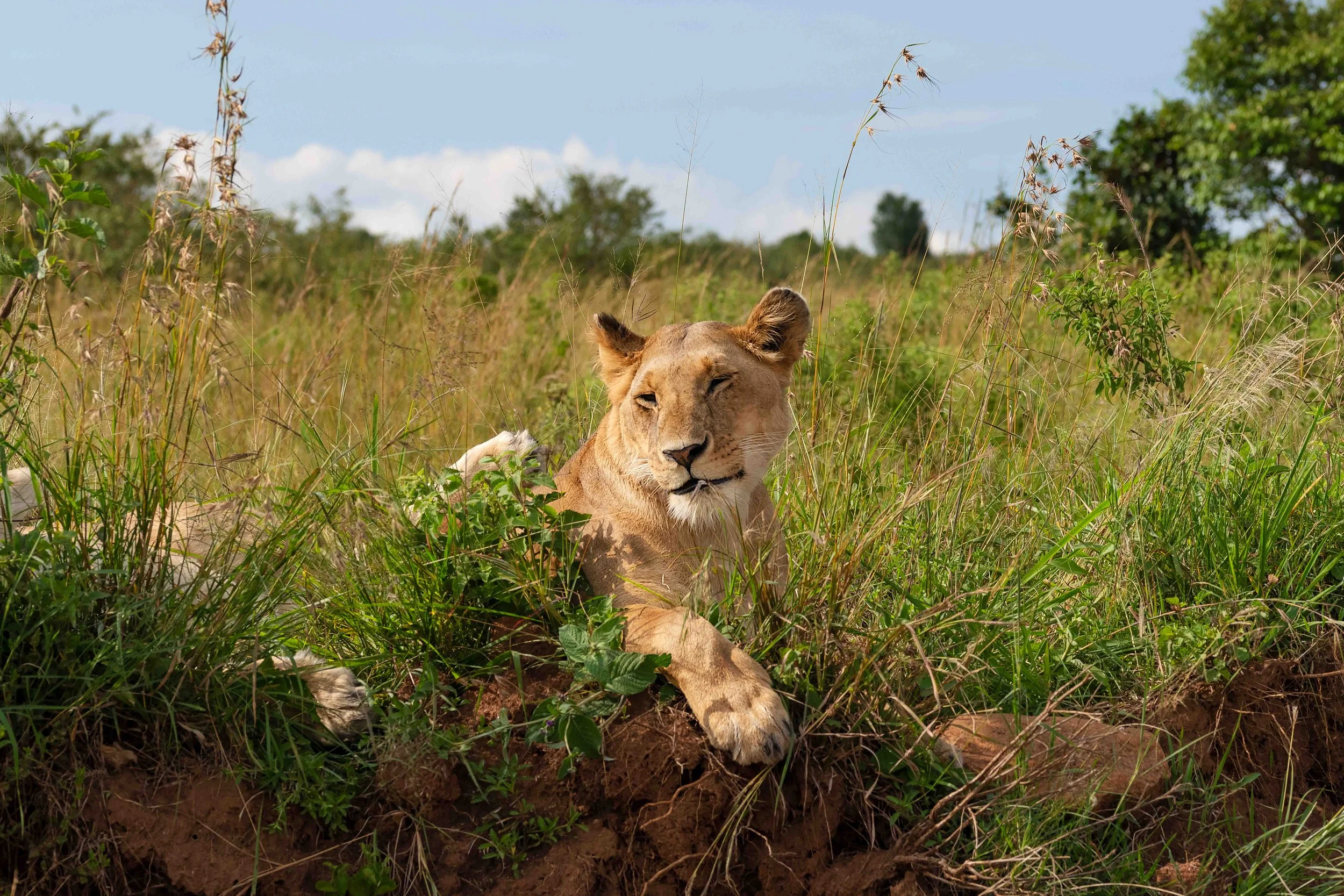 Liz_africa_website-3.jpg