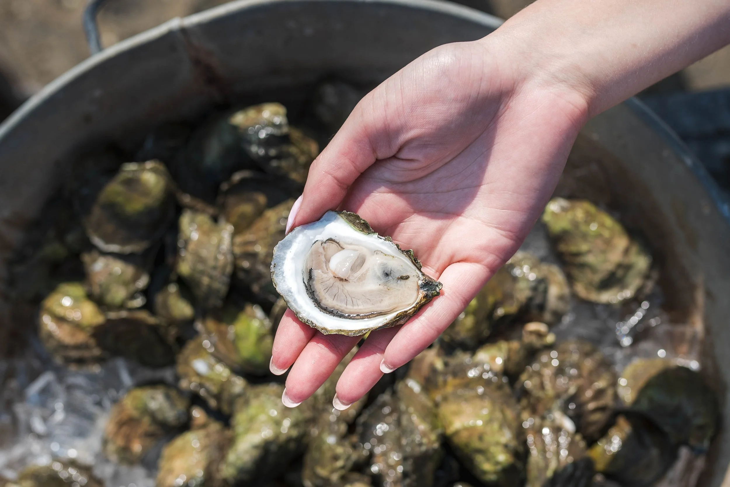 Oyster Farms_-19.jpg